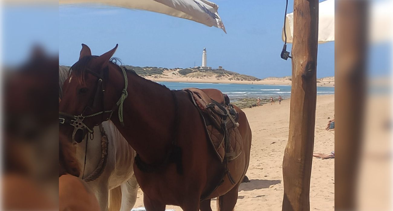 Bonita estampa de dos caballos en Los Caños con el Faro de Trafalgar al fondo.