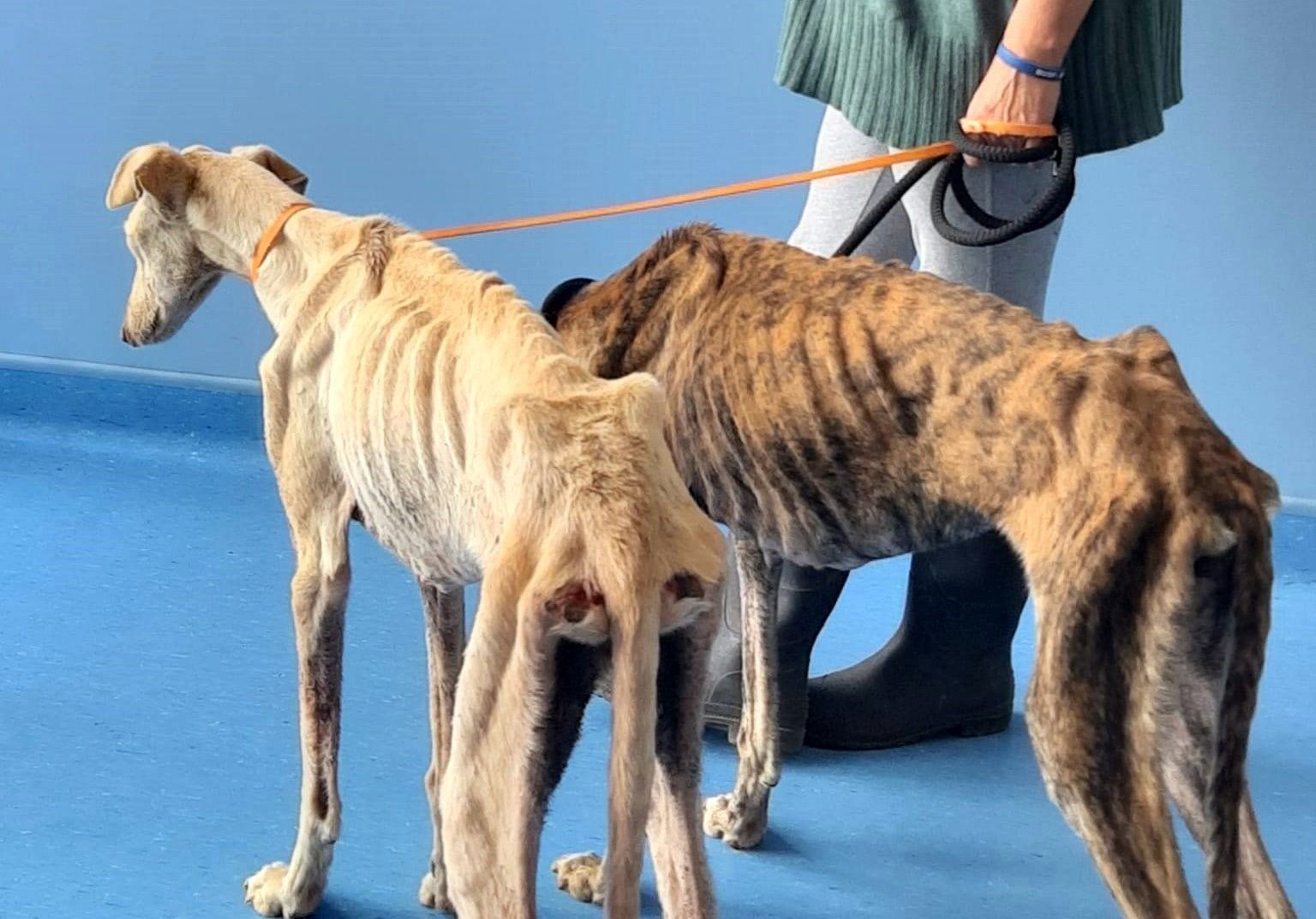 Los dos galgos hallados en estado de desnutrición extrema en San Juan del Puerto - PUNTANIMALS
