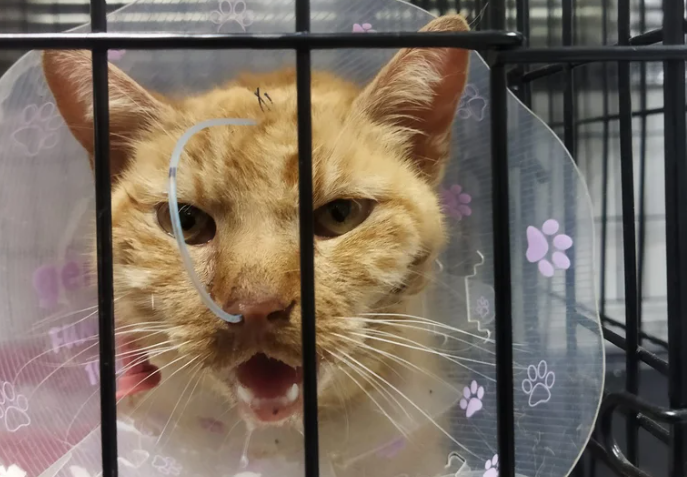 Minnie, la gata que falleció por las heridas.