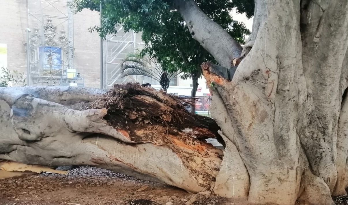 Estado en el que quedó el ficus de la Encarnación.