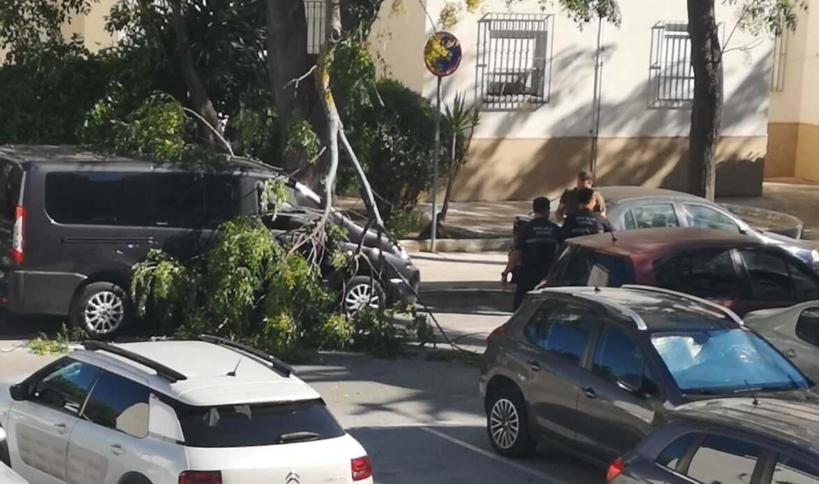 La rama, tras caer sobre un coche en Chiclana, en una imagen de la Flampa.