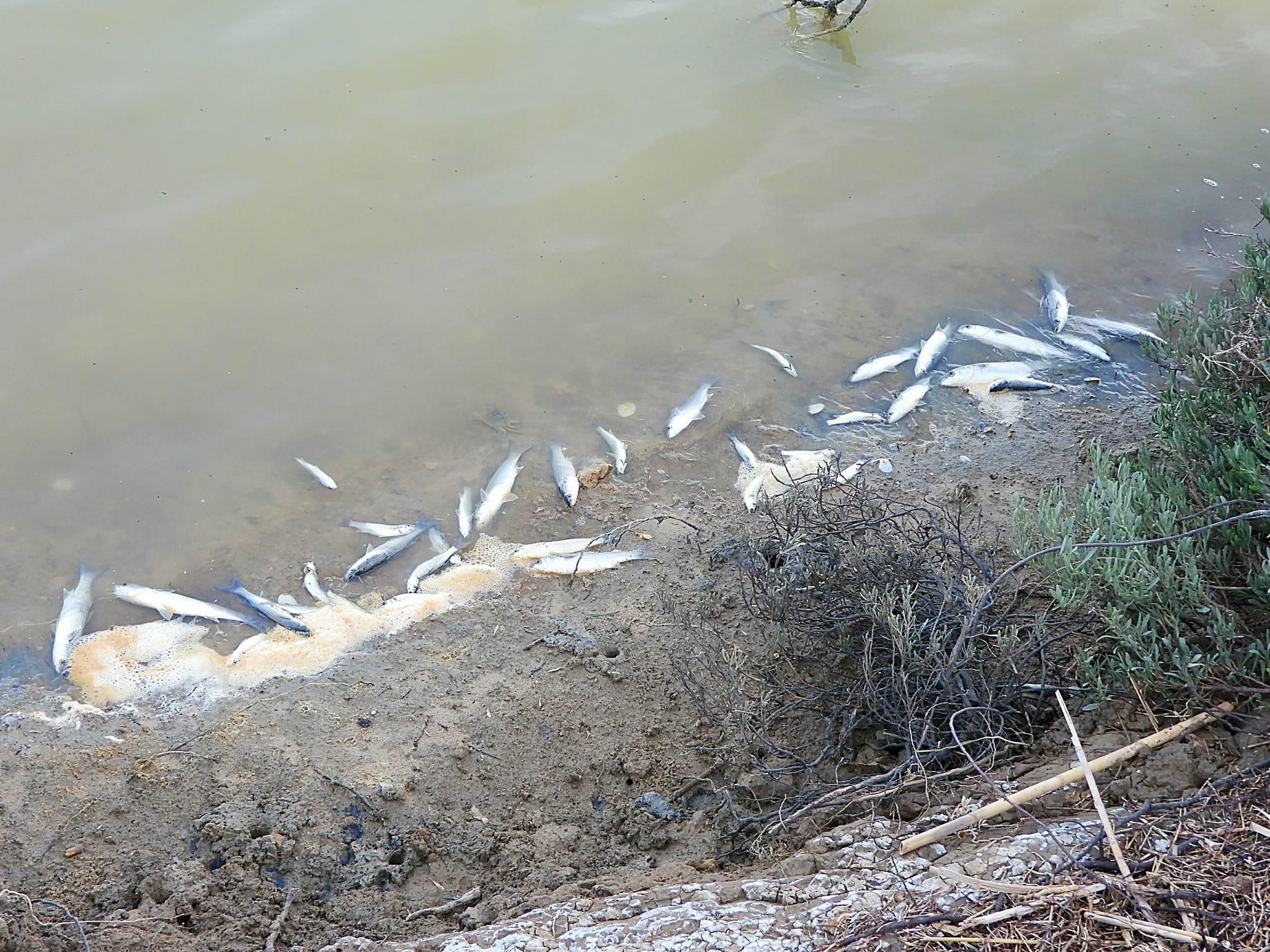 Una imagen subida a redes sociales de peces muertos en el río Salado, por el usuario Antonio Leal.