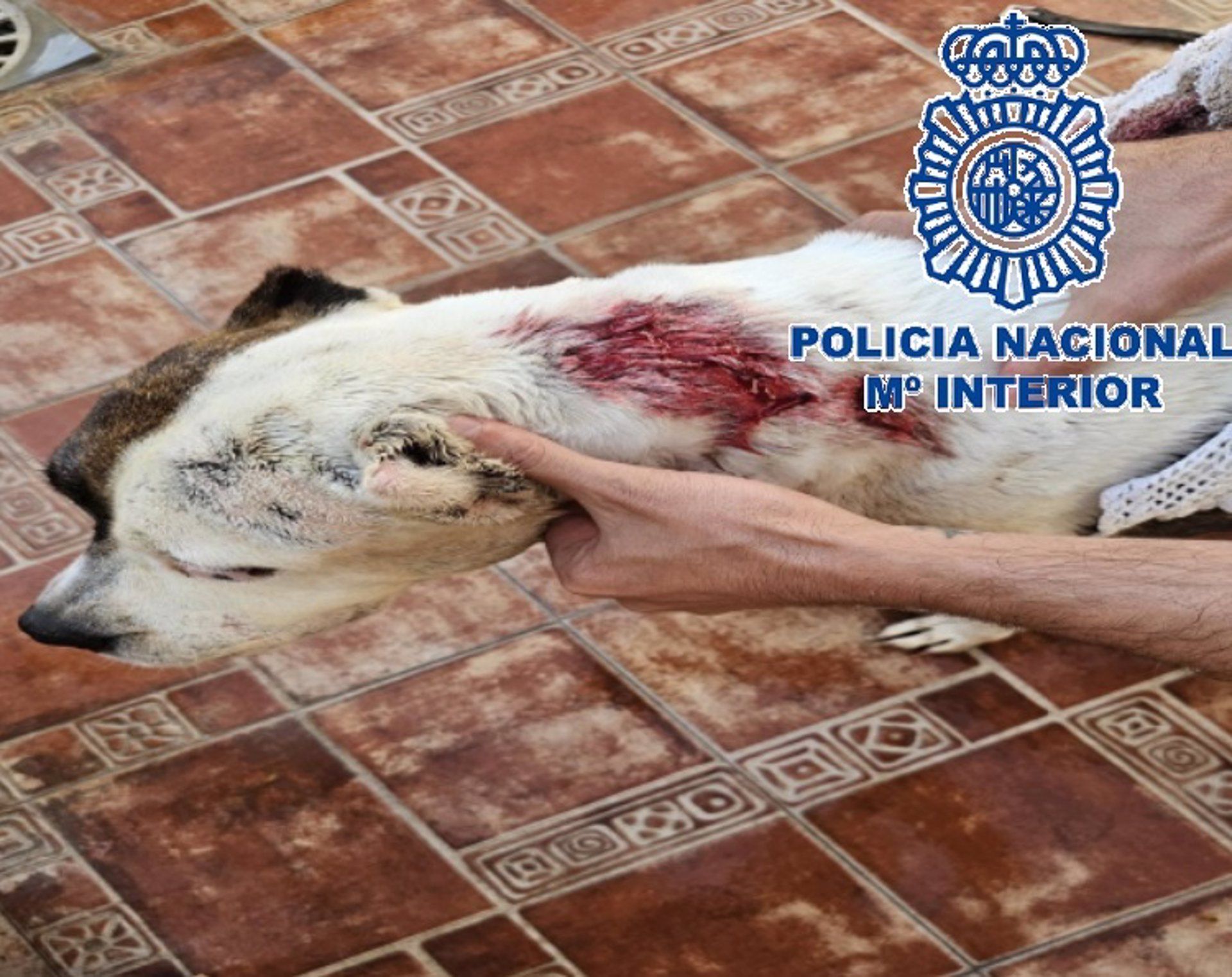 Un caso de maltrato animal en Málaga.