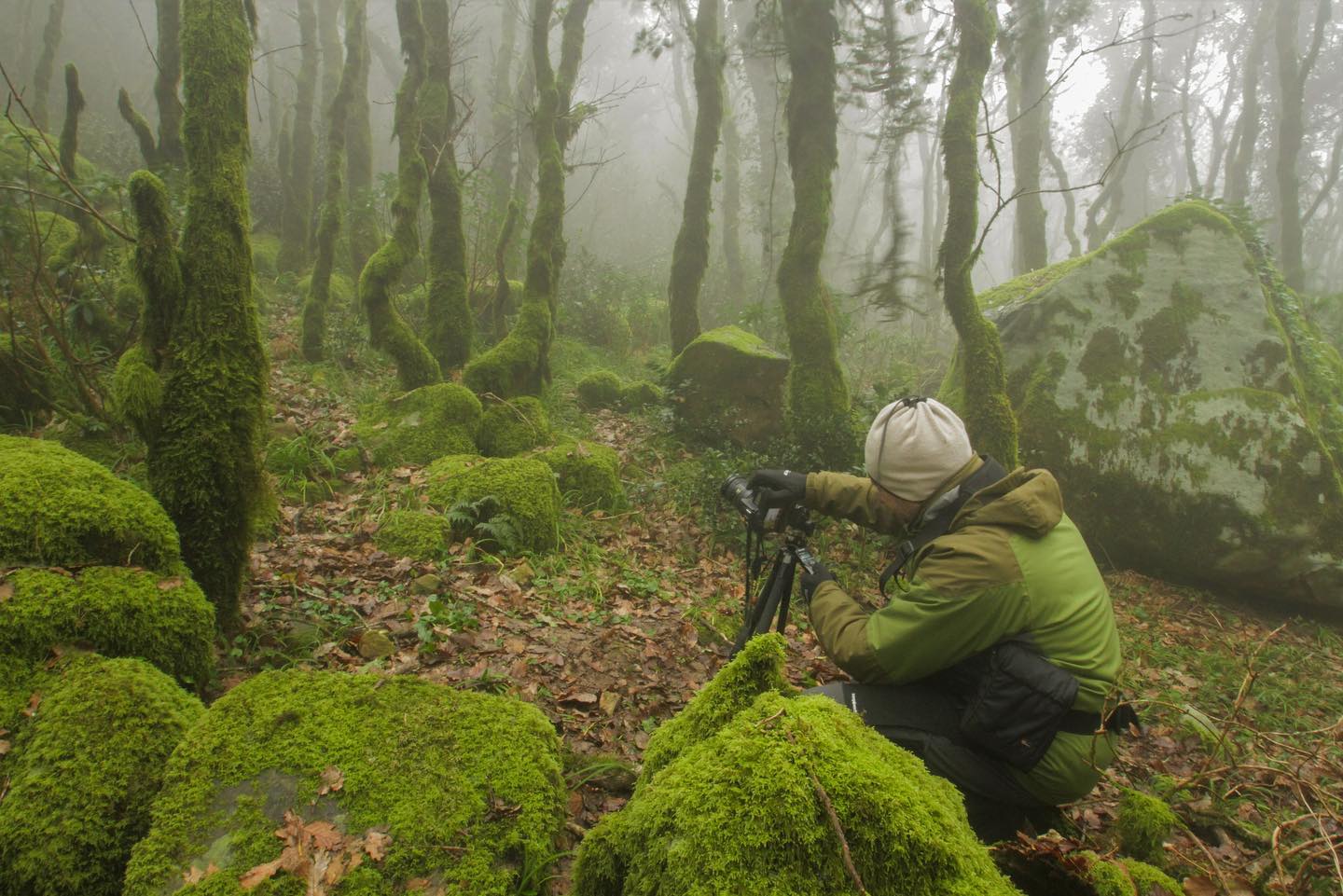 Bosque de Niebla, en Cádiz, en una imagen de archivo de Carlos Romero.