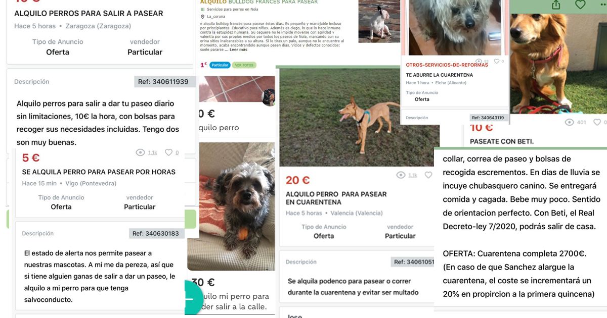 Anuncios de alquiler de perros.