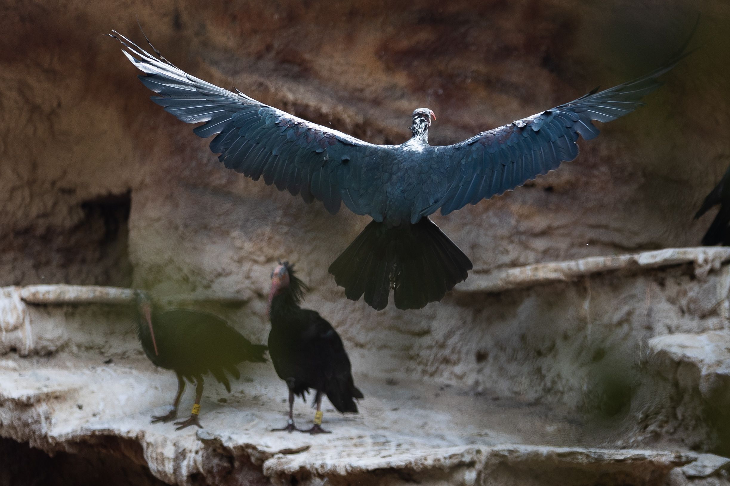 Uno de los ibis eremitas del Zoo de Jerez.