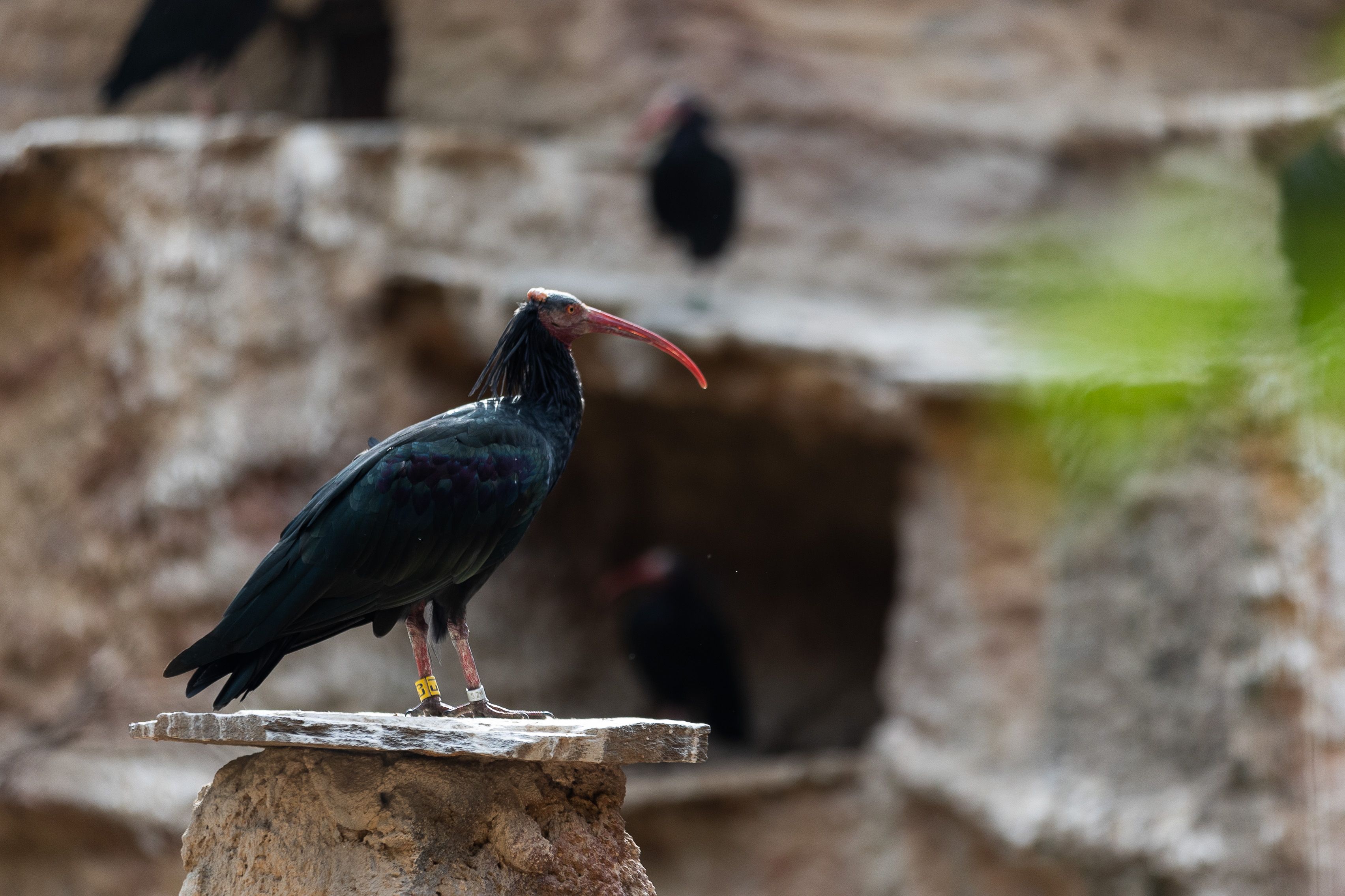 Un ejemplar de ibis eremita en Jerez.