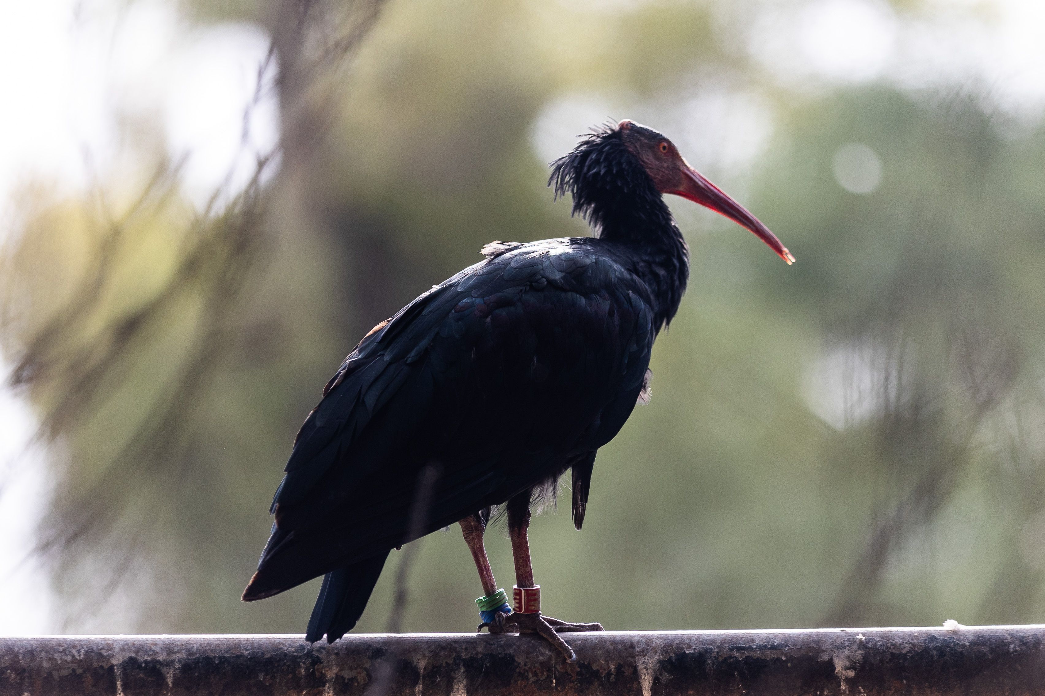 Un ave perteneciente a la especie ibis eremita.