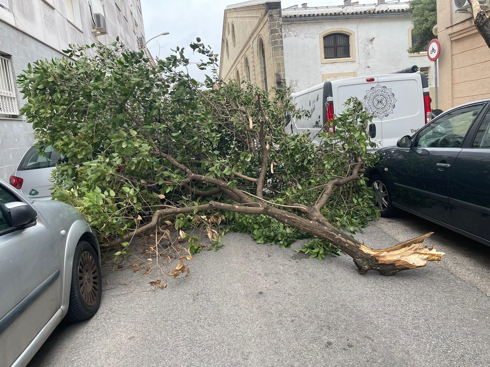 El temporal pone en alerta a la provincia de Cádiz: caída de una enorme rama en Jerez.