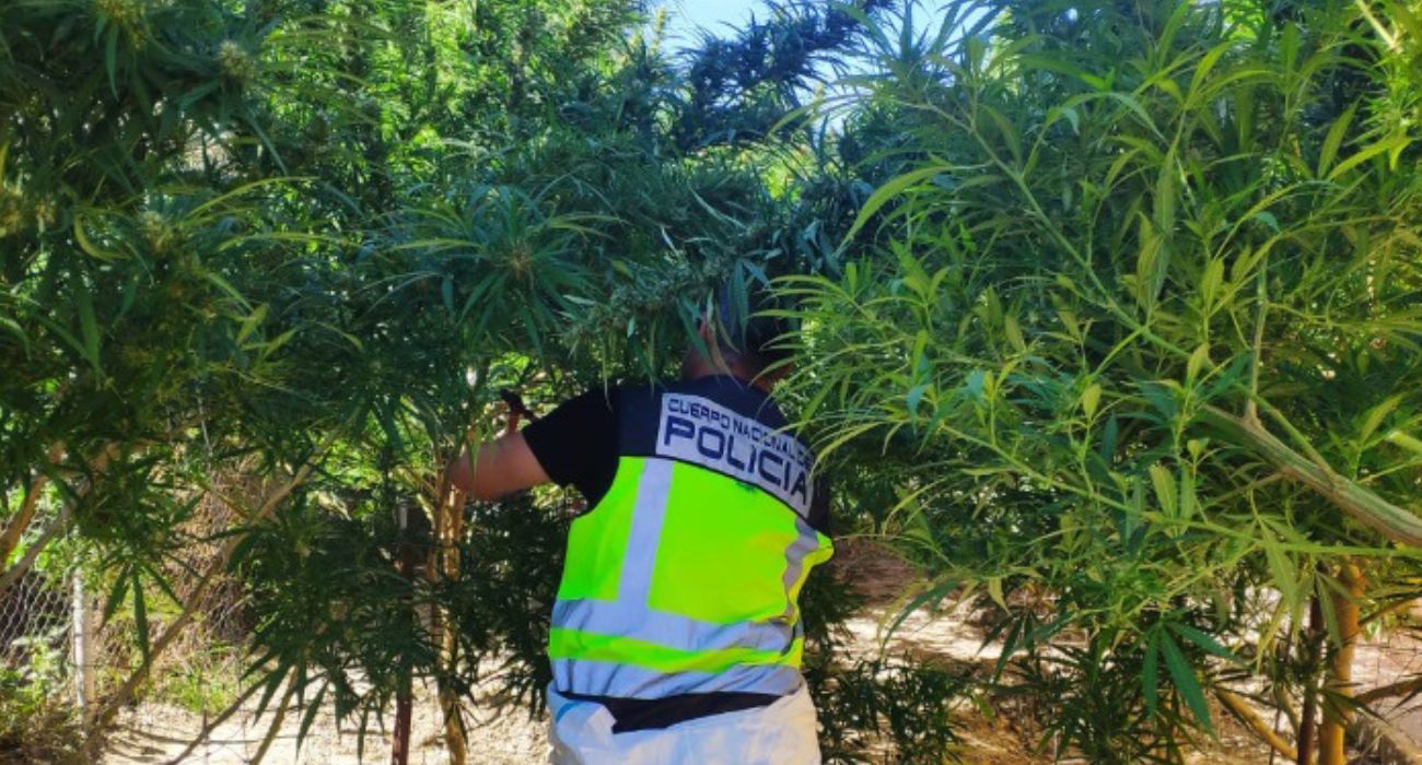 Un agente de la Policía Nacional, en la plantación ilegal de la Sierra de San Cristóbal.