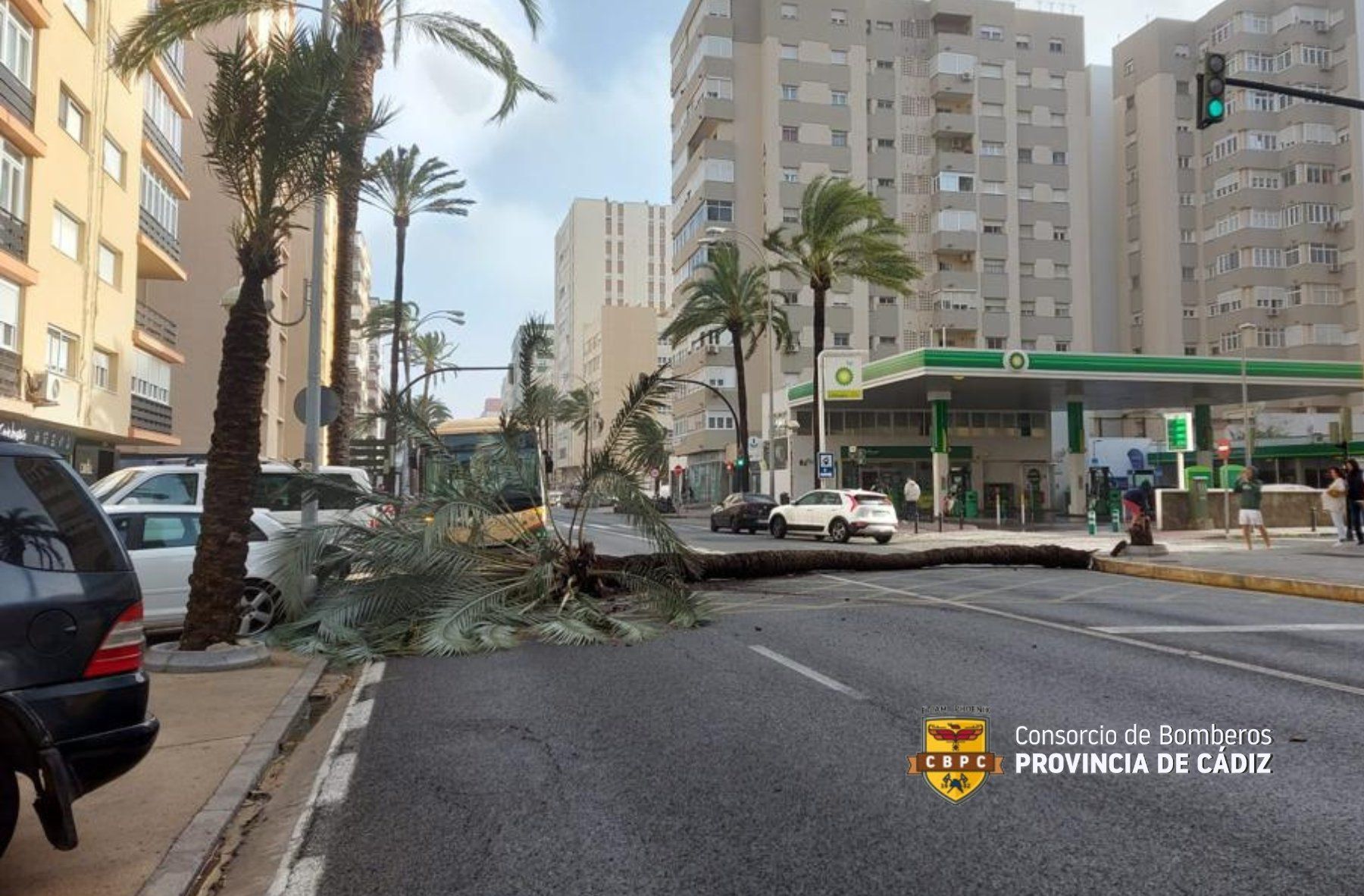 Caída de una palmera en Cádiz.