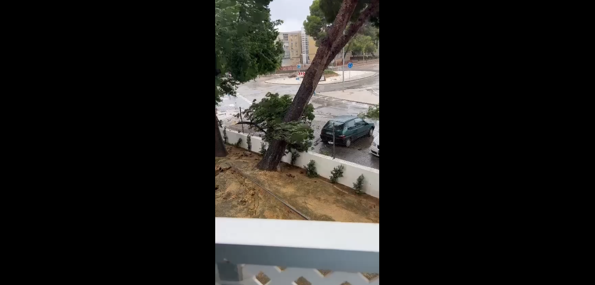 Un árbol destroza un coche en Jerez este domingo por el temporal de viento.