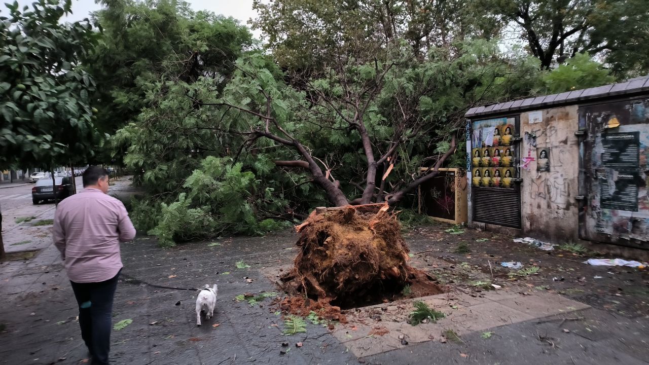 Un hombre pasea junto a un árbol que ha caído junto a la facultad de Educación.