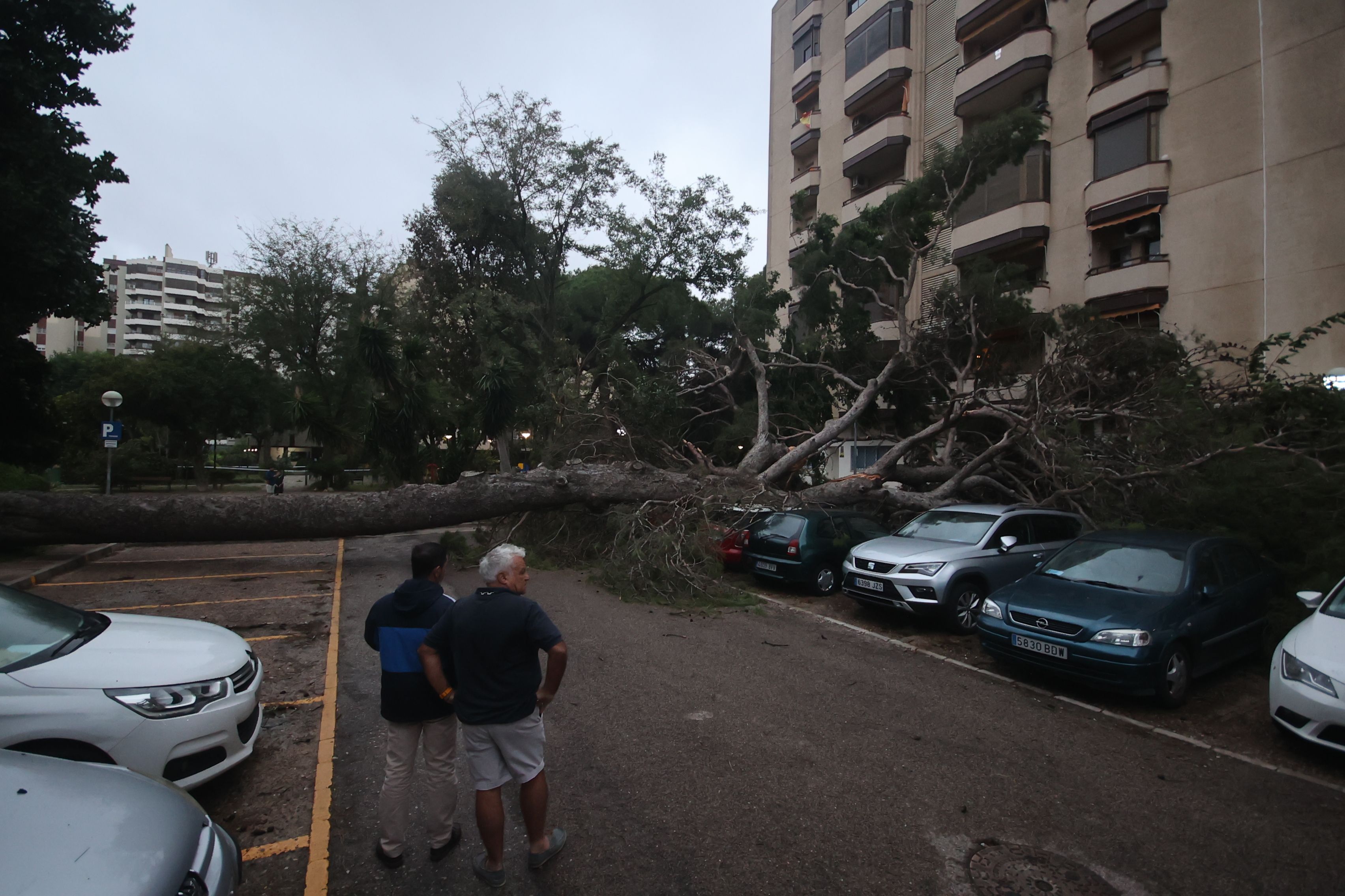 Uno de los árboles de grandes dimensiones que ha caído en Jerez provocando incidencias.