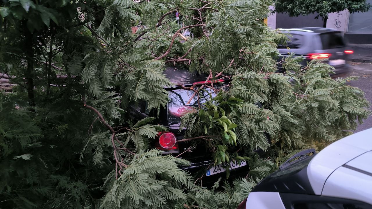Un coche sepultado entre ramas tras la caída de un árbol en Sevilla.