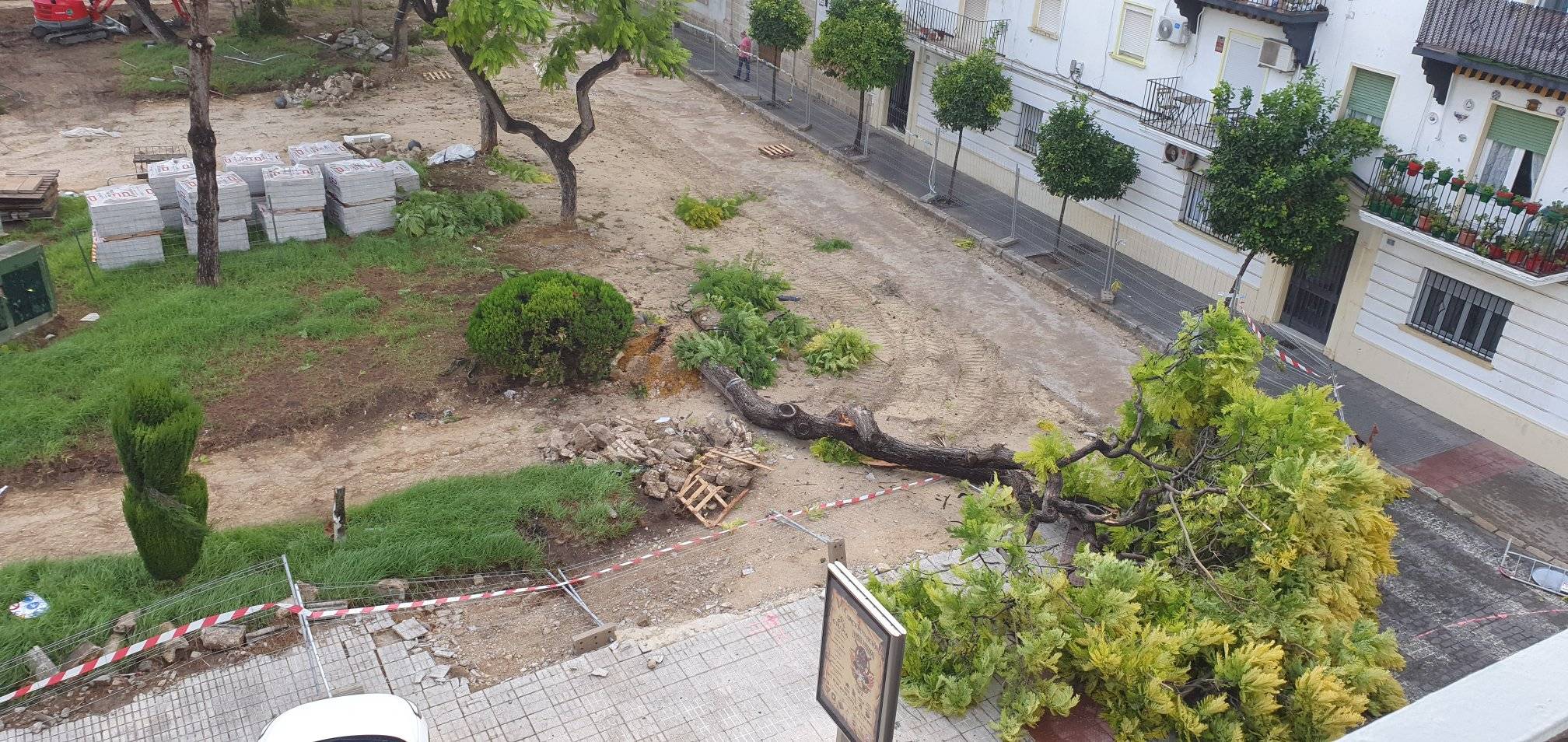 Un árbol se cae en la plaza del Polvorista en El Puerto.