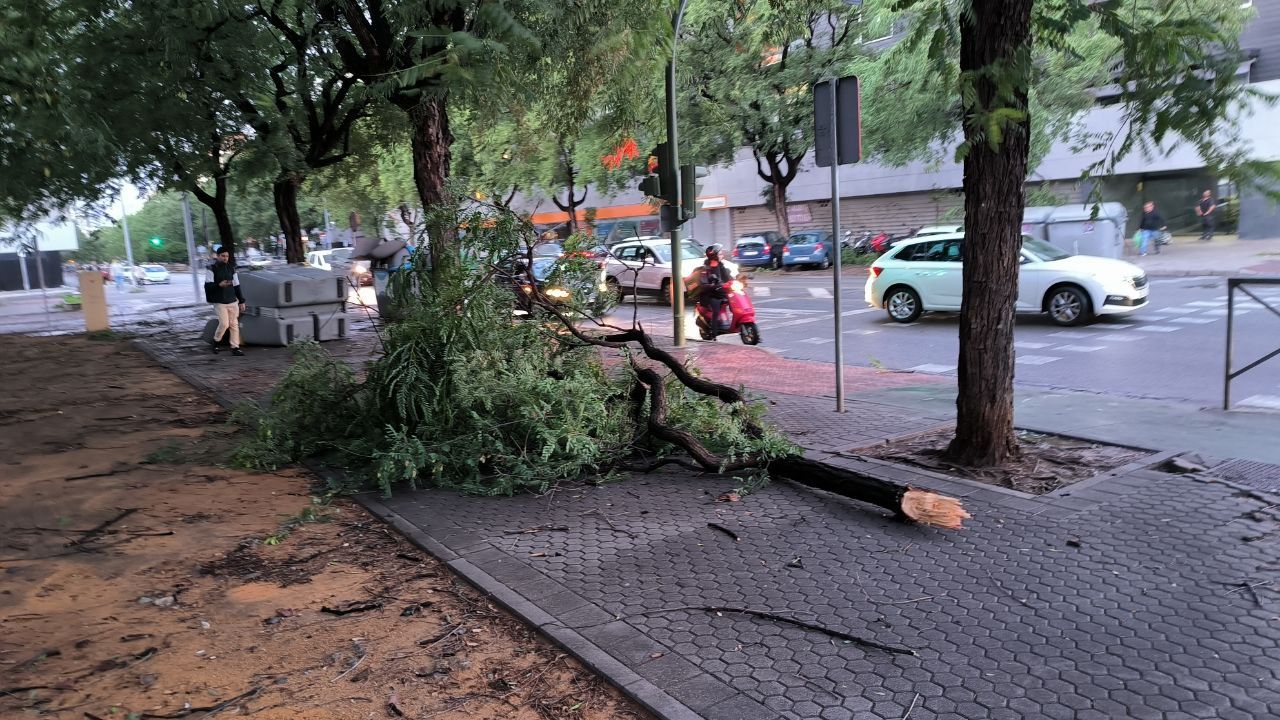 Una gran rama sobre la acera en Sevilla, este domingo. Una gran rama sobre la acera en Sevilla, este domingo.