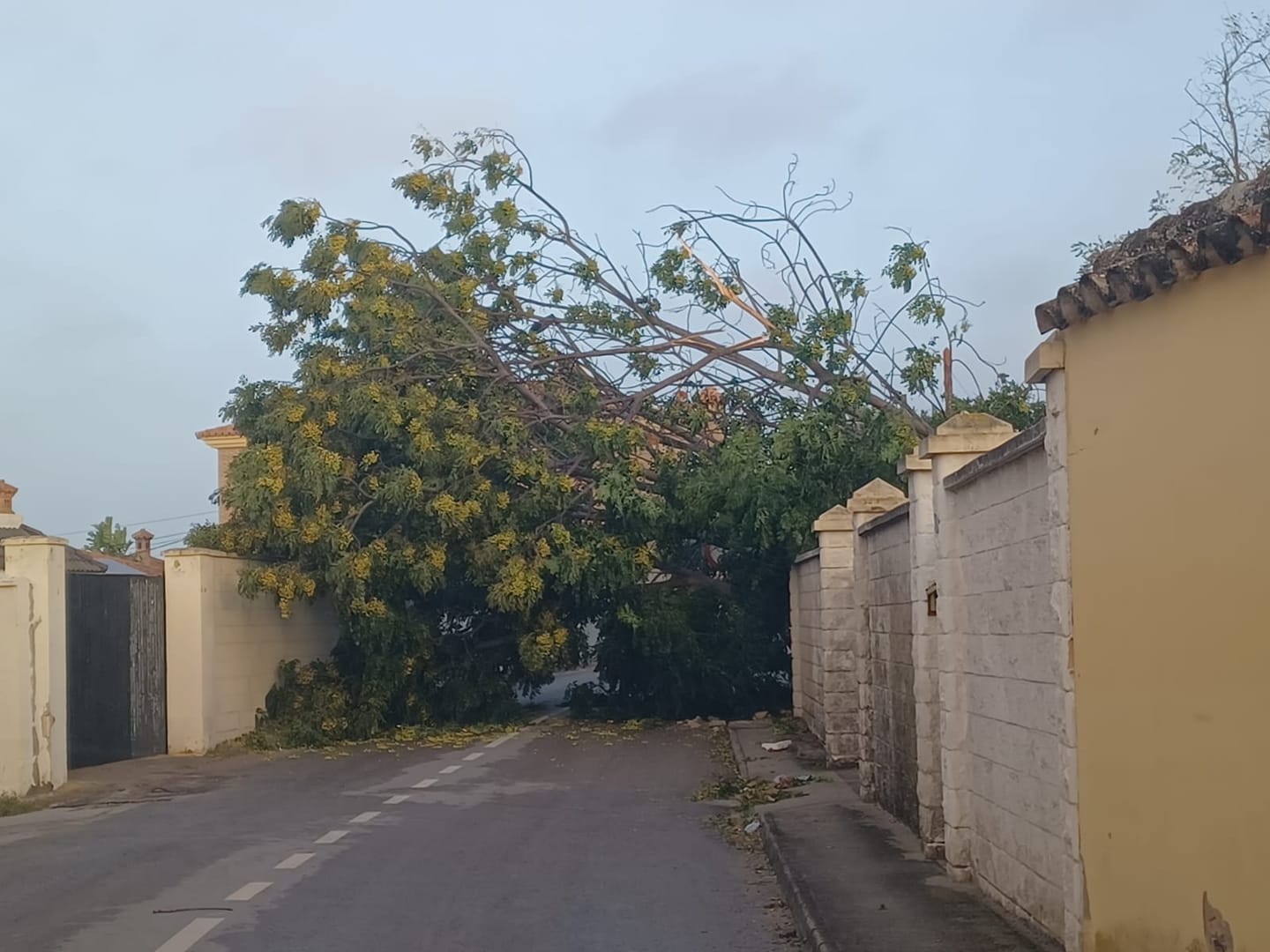 Árbol caído en El Puerto.