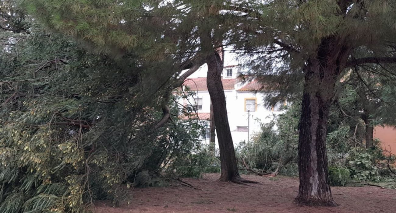 Un parque de Guadalcacín, en la zona rural de Jerez, destrozado por el viento.