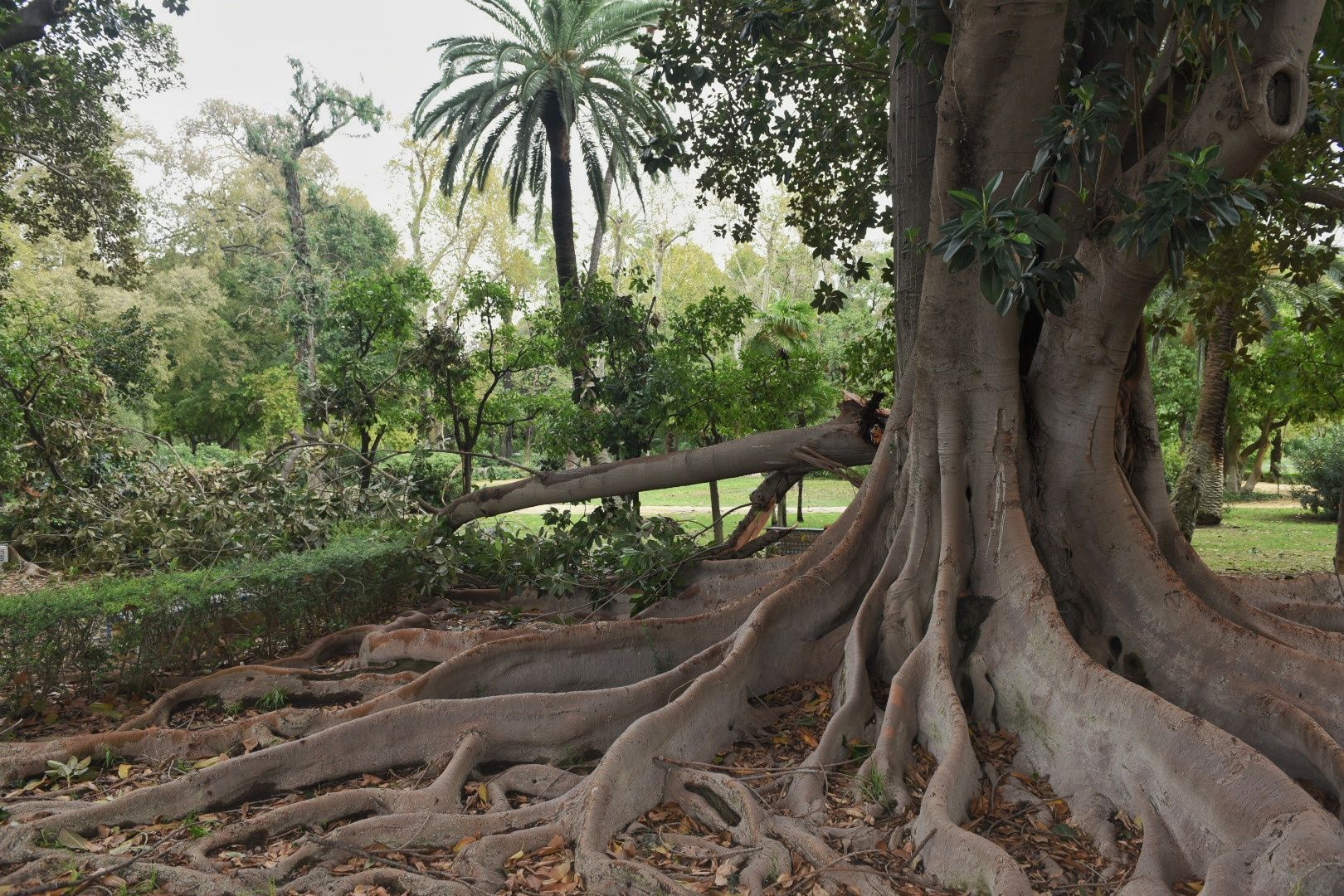 Un ficus del parque de María Luisa, fotografiado por un hombre, tras la borrasca.