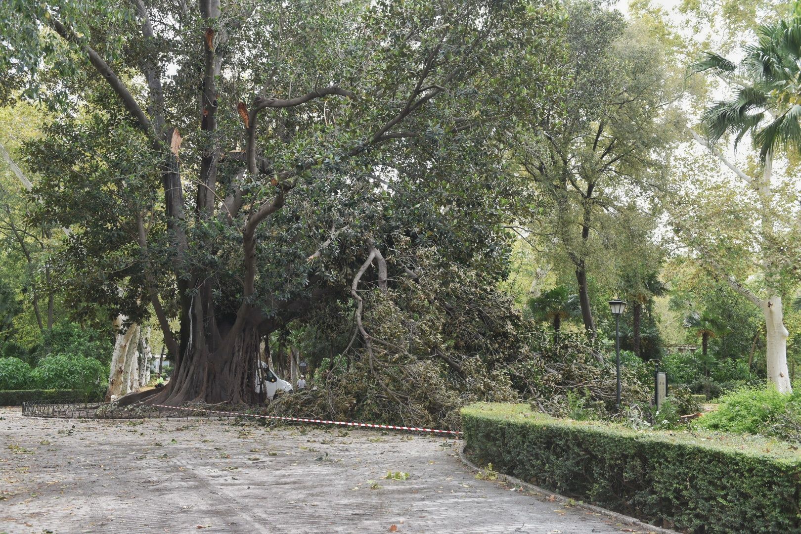 Así está el parque de María Luisa este lunes.