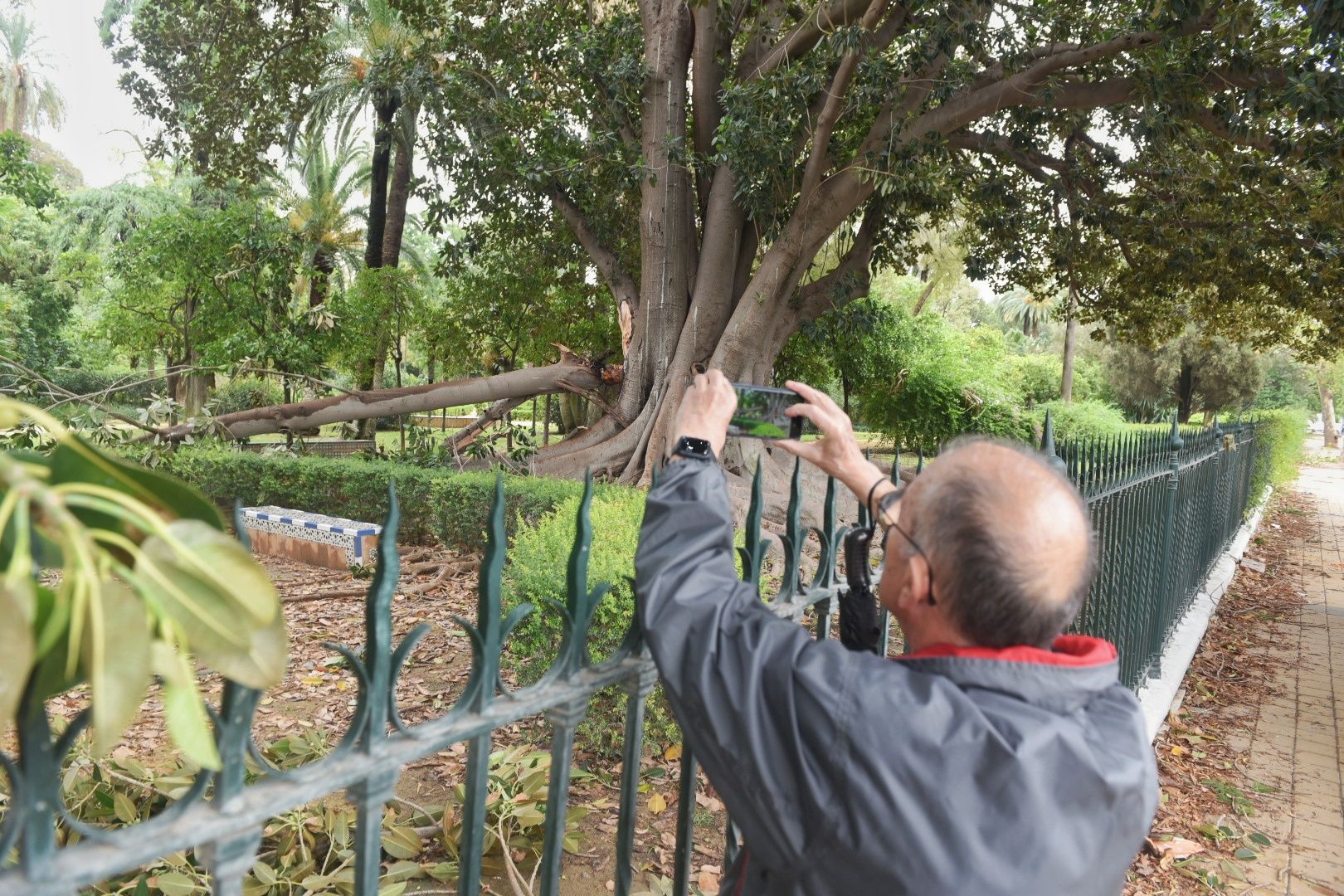 Un ficus del parque de María Luisa, fotografiado por un hombre, tras la borrasca.