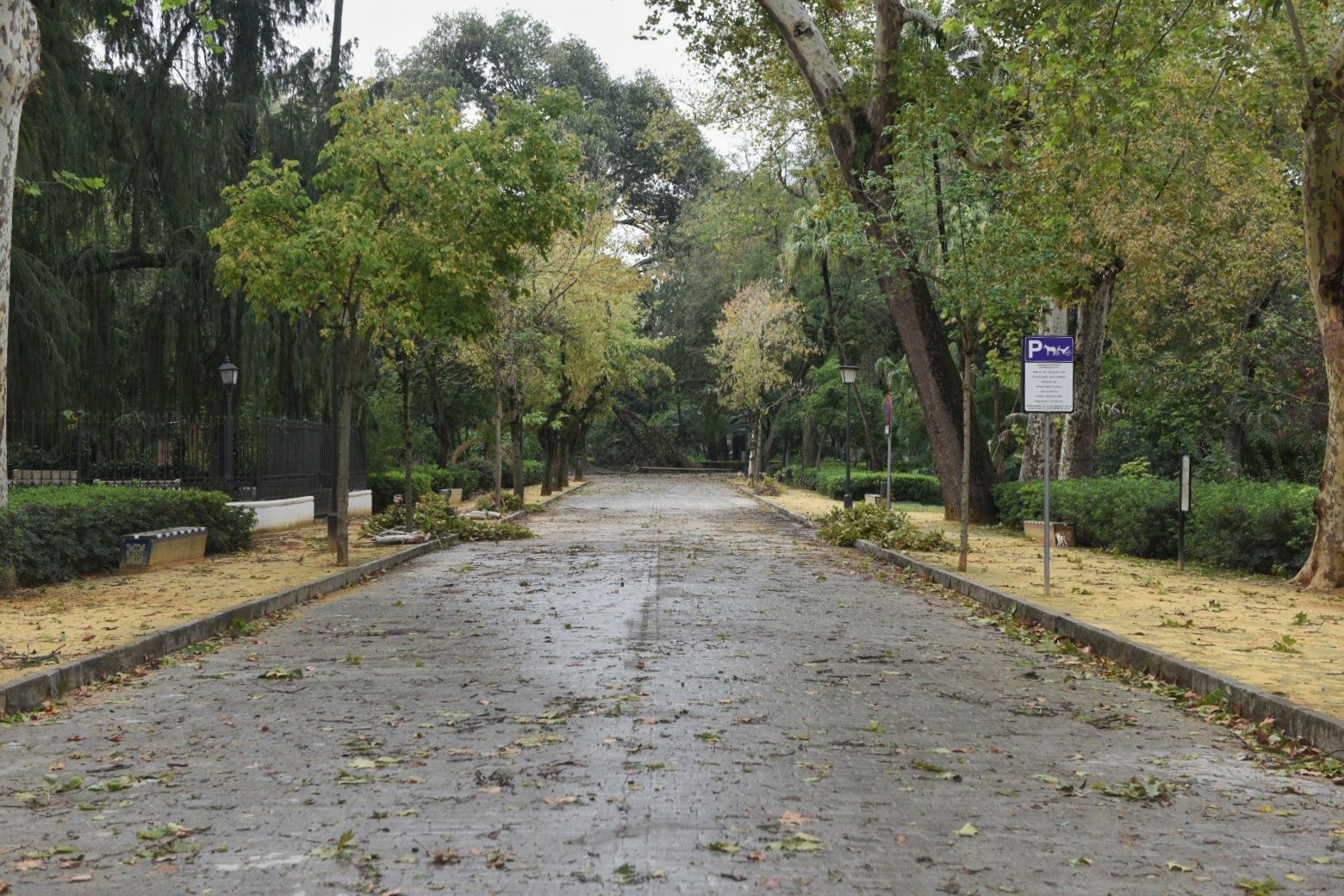Así está el parque de María Luisa este lunes.