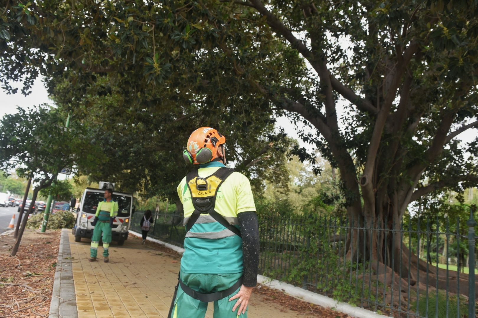 Un técnico revisa un árbol en Sevilla tras el paso de Bernard.