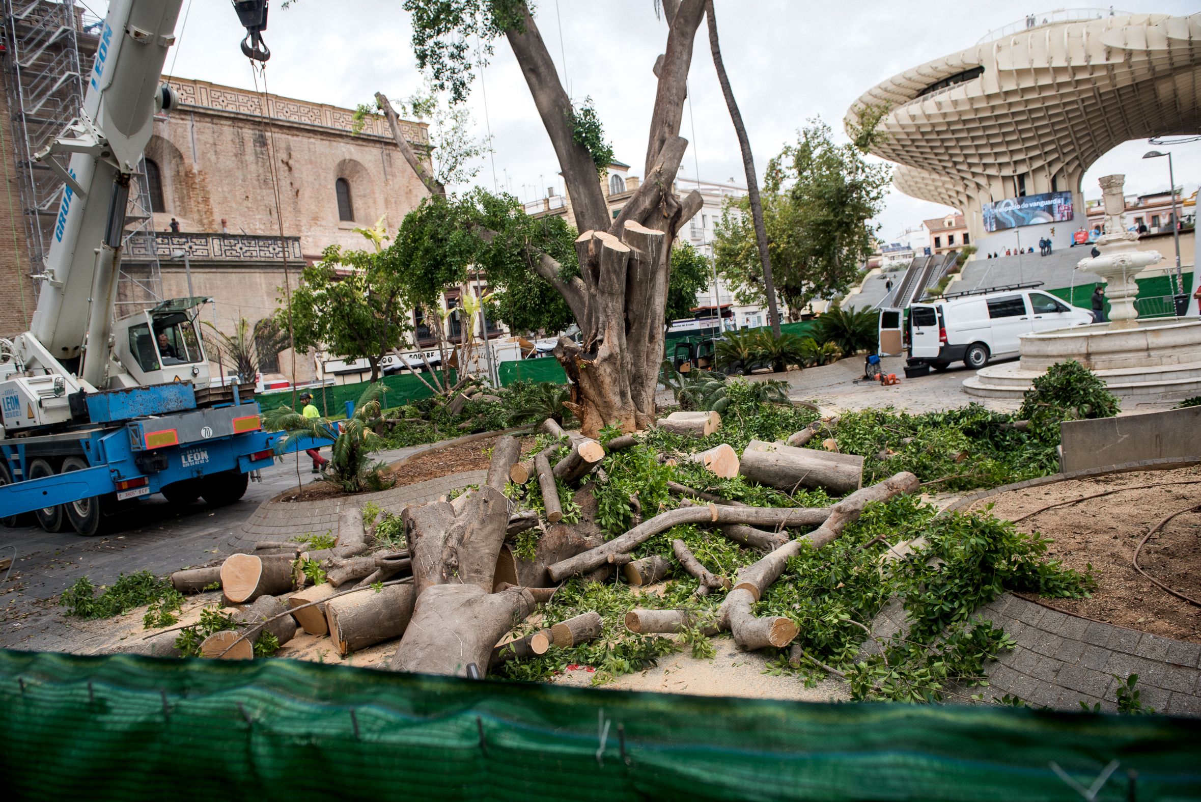 El ficus de La Encarnación talado recientemente, que será repuesto.