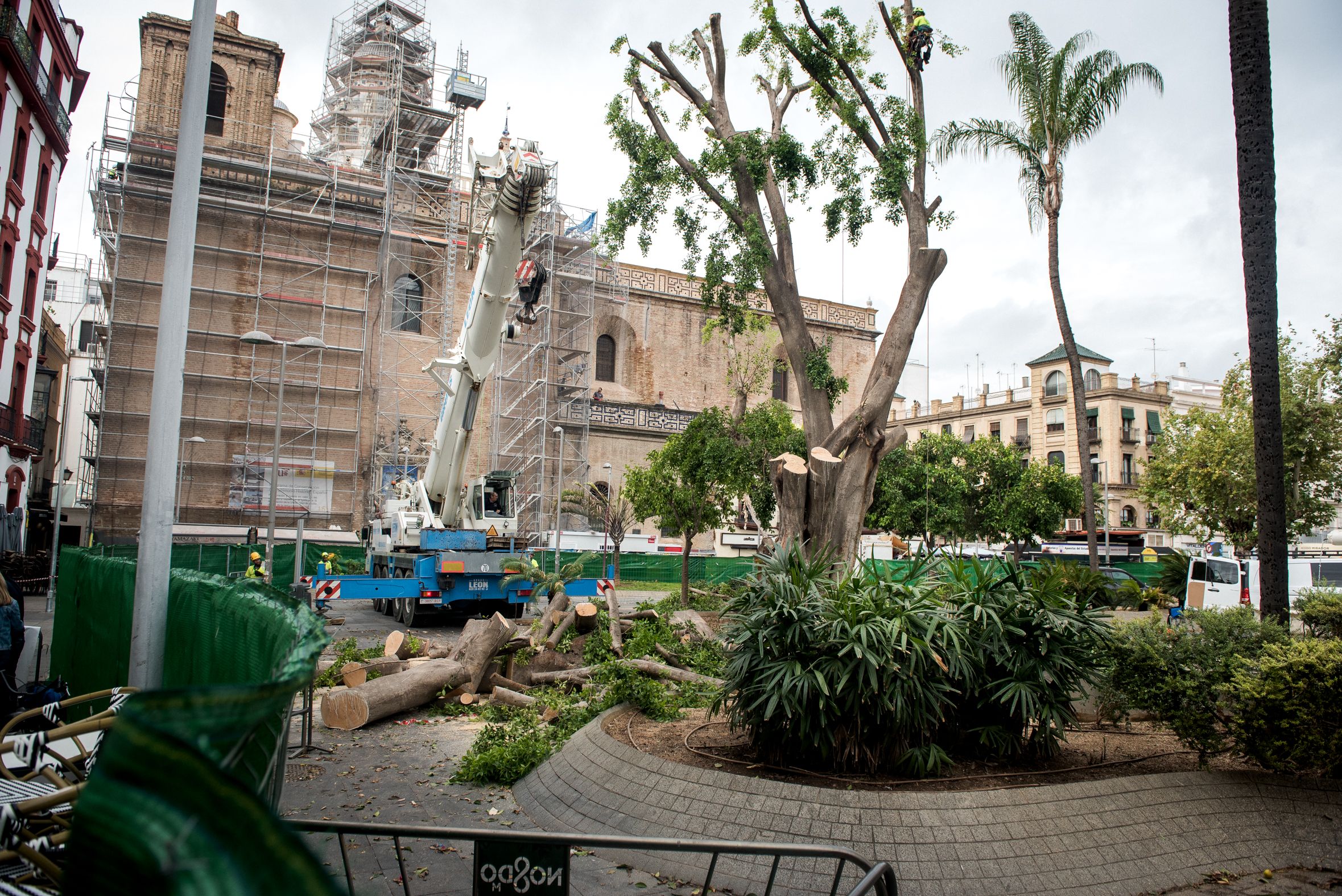 La retirada del ficus de La Encarnación, días atrás.