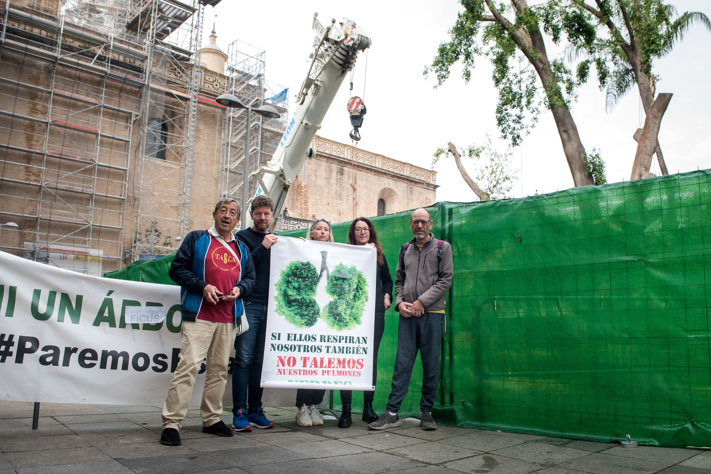 TALA FICUS ENCARNACION 4