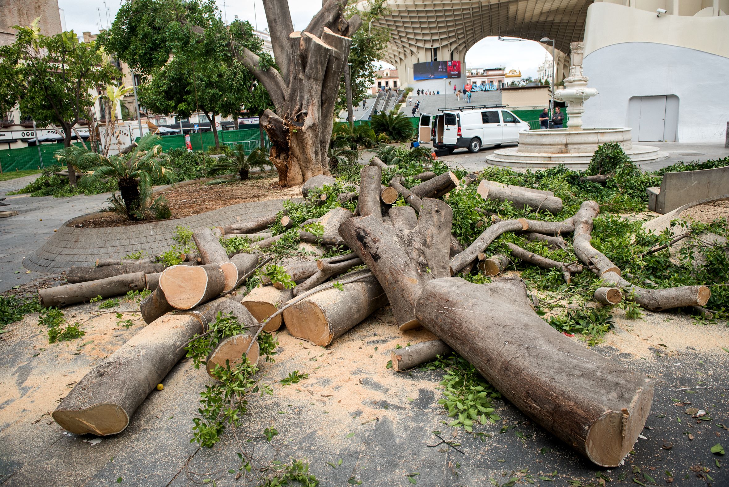 Los trabajos de la tala en la Encarnación, este lunes.