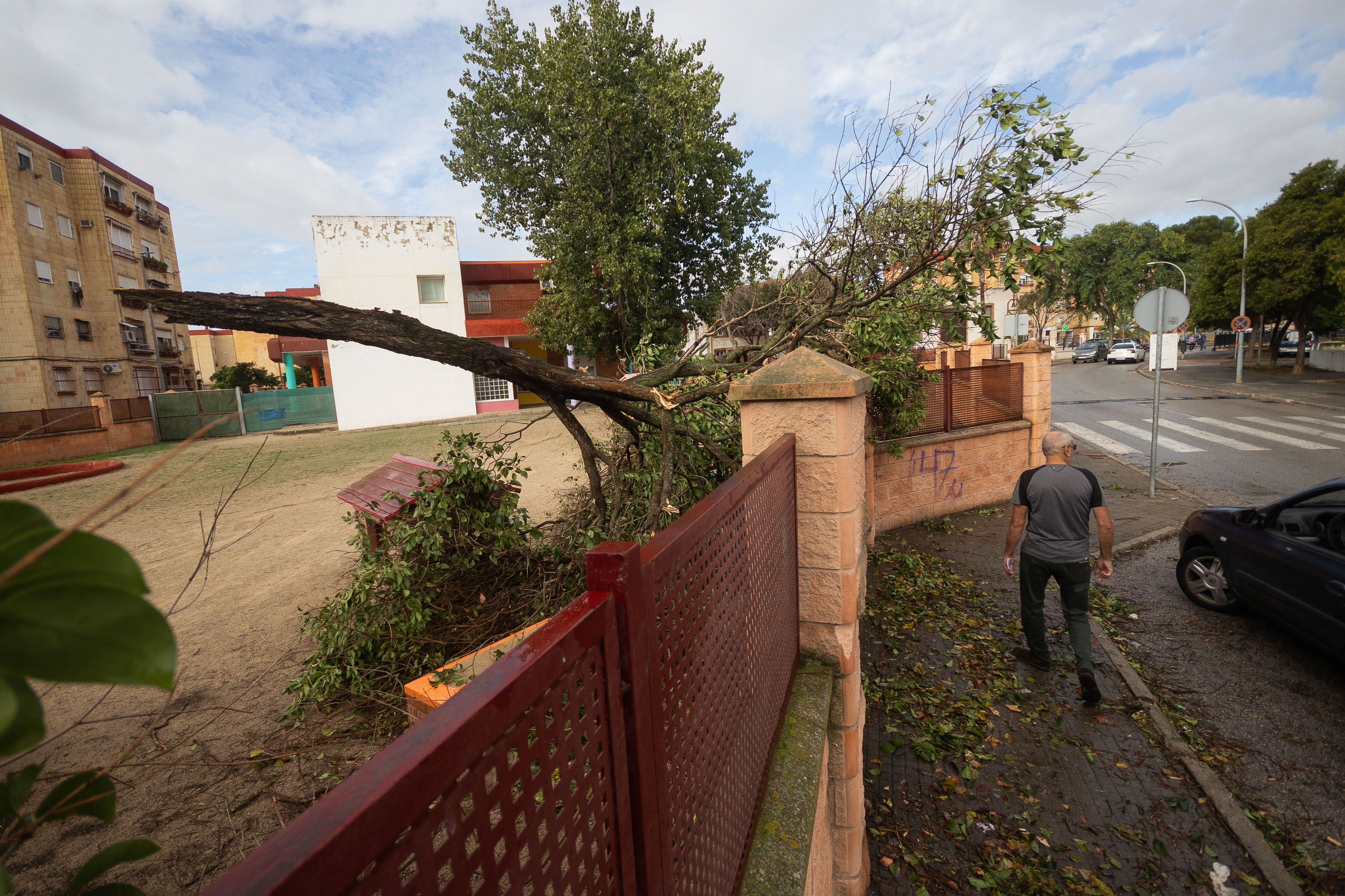 Un árbol caído por la borrasca 'Bernard' en Jerez.