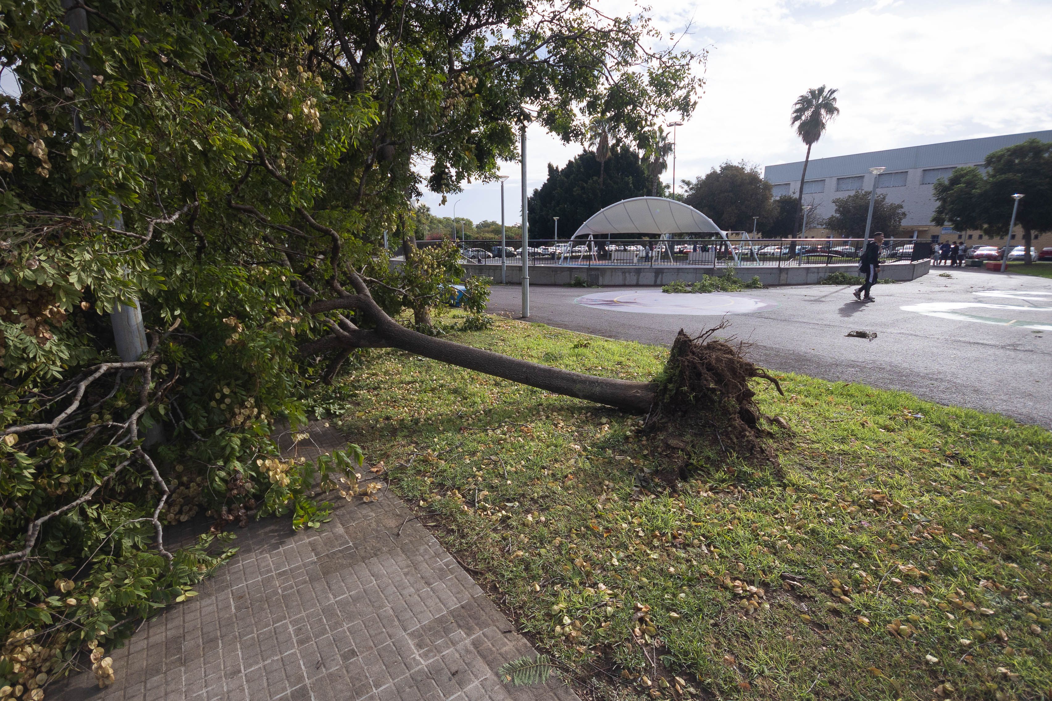 Se plantarán árboles tras el paso de 'Bernard' por Jerez.