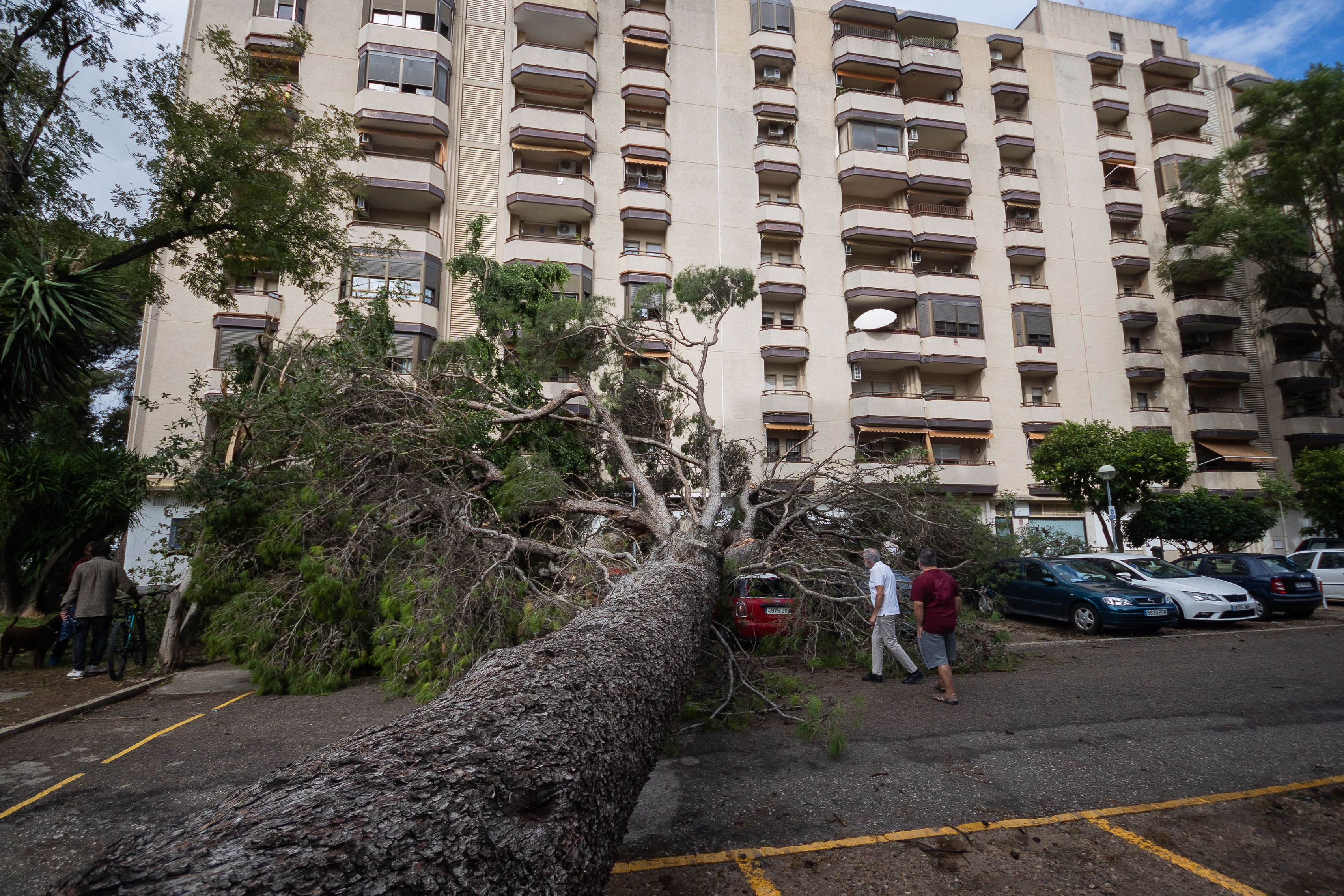 Operarios revisan el estado de coches tras ser aplastados por un árbol caído por la borrasca 'Bernard' en Andalucía.