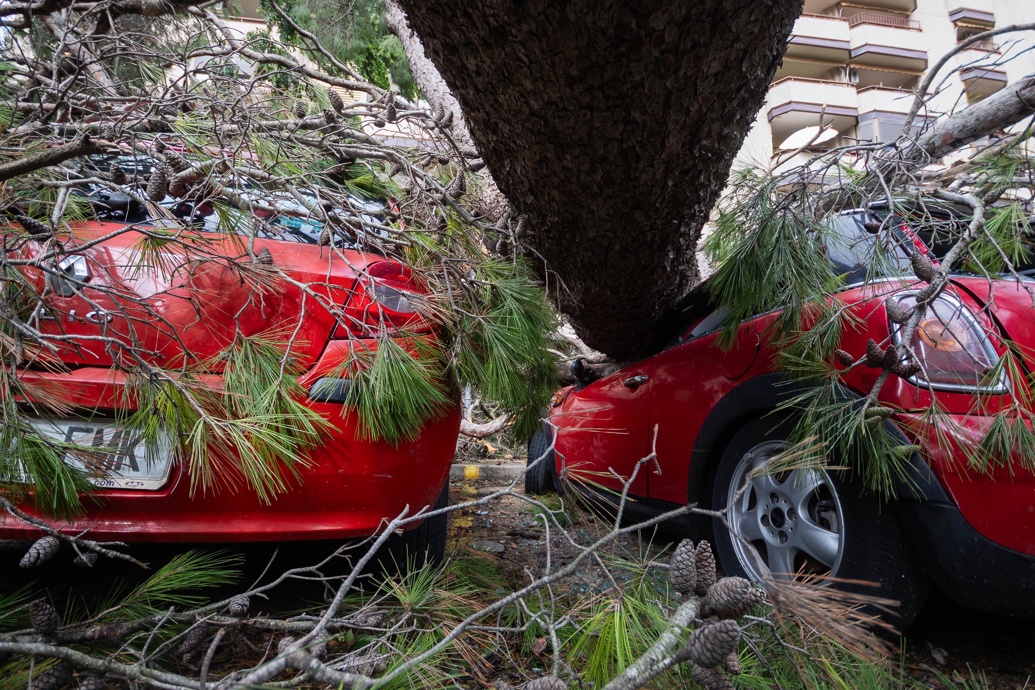 Operarios revisan el estado de coches tras ser aplastados por un árbol caído por la borrasca 'Bernard' en Andalucía. 