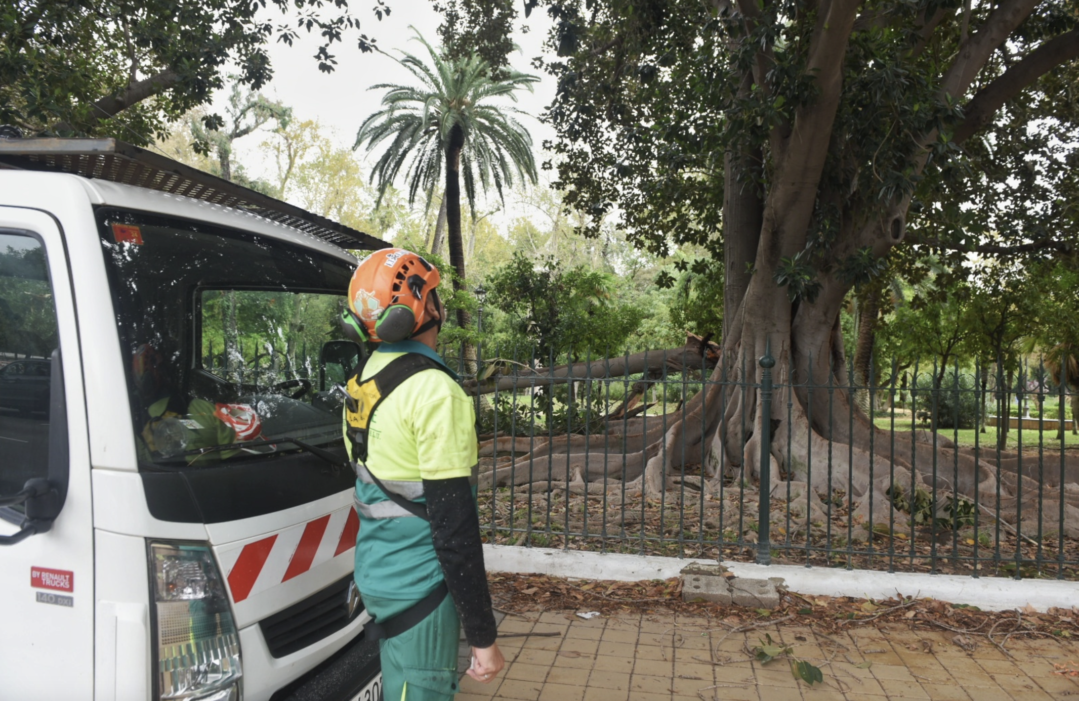 Un operario municipal observando el estado de un árbol.     MAURI BUHIGAS