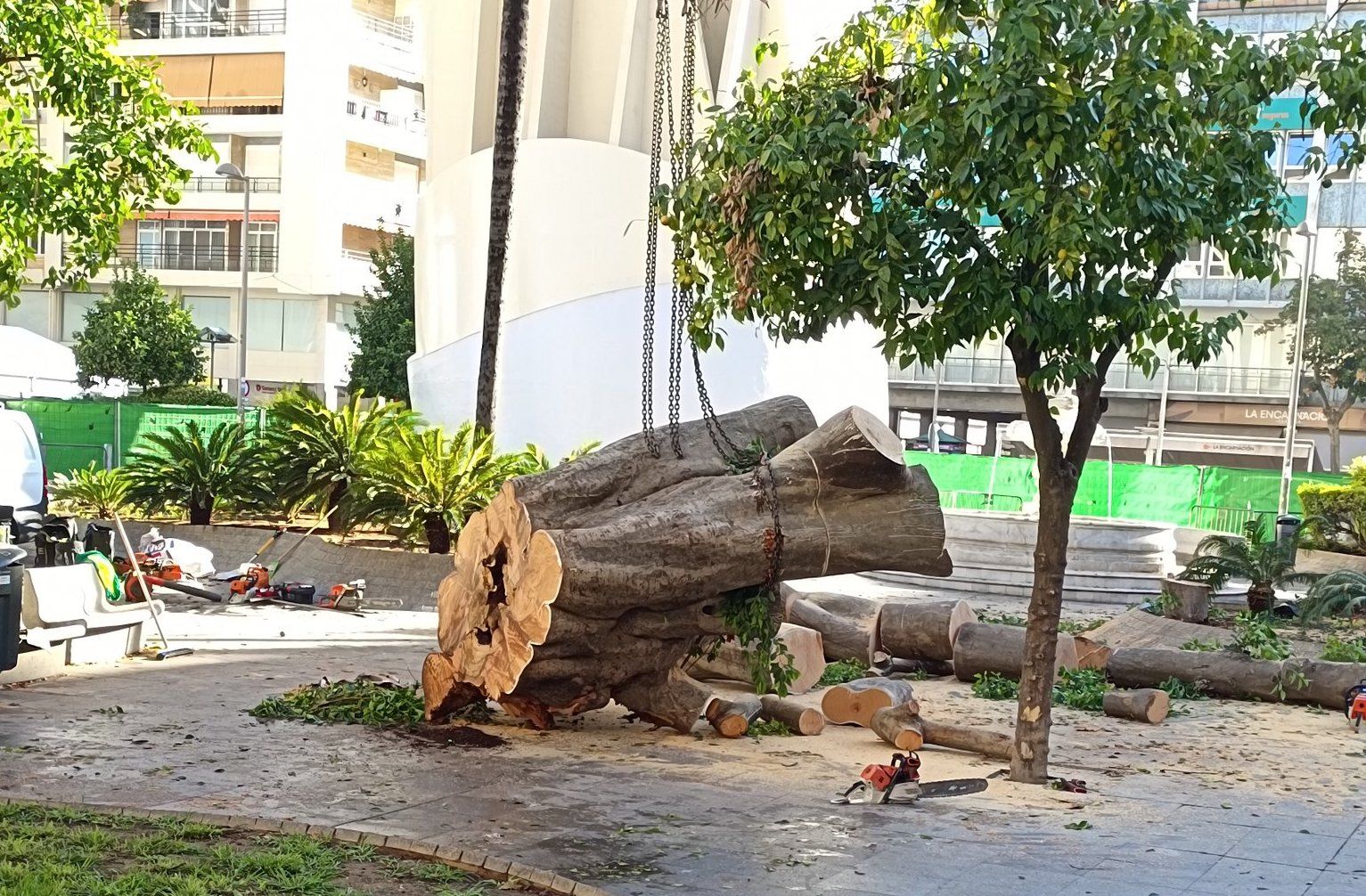 El ficus de La Encarnación, siendo retirado. El ficus de La Encarnación, siendo retirado.