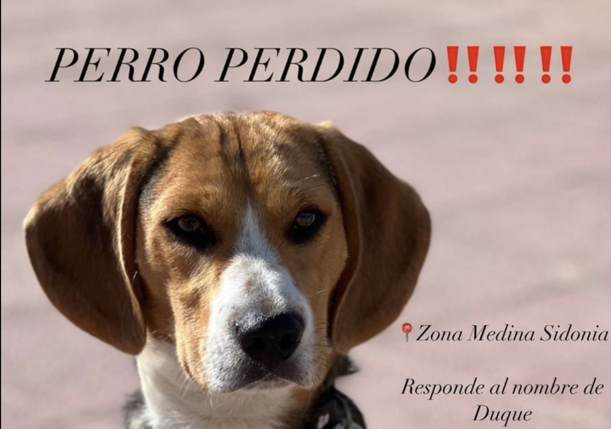 Duque, el perro perdido en Medina Sidonia al que buscan desesperadamente.