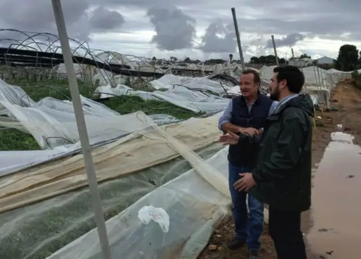 La flor cortada de la zona de Chipiona se lleva la peor parte del campo andaluz tras 'Bernard'.