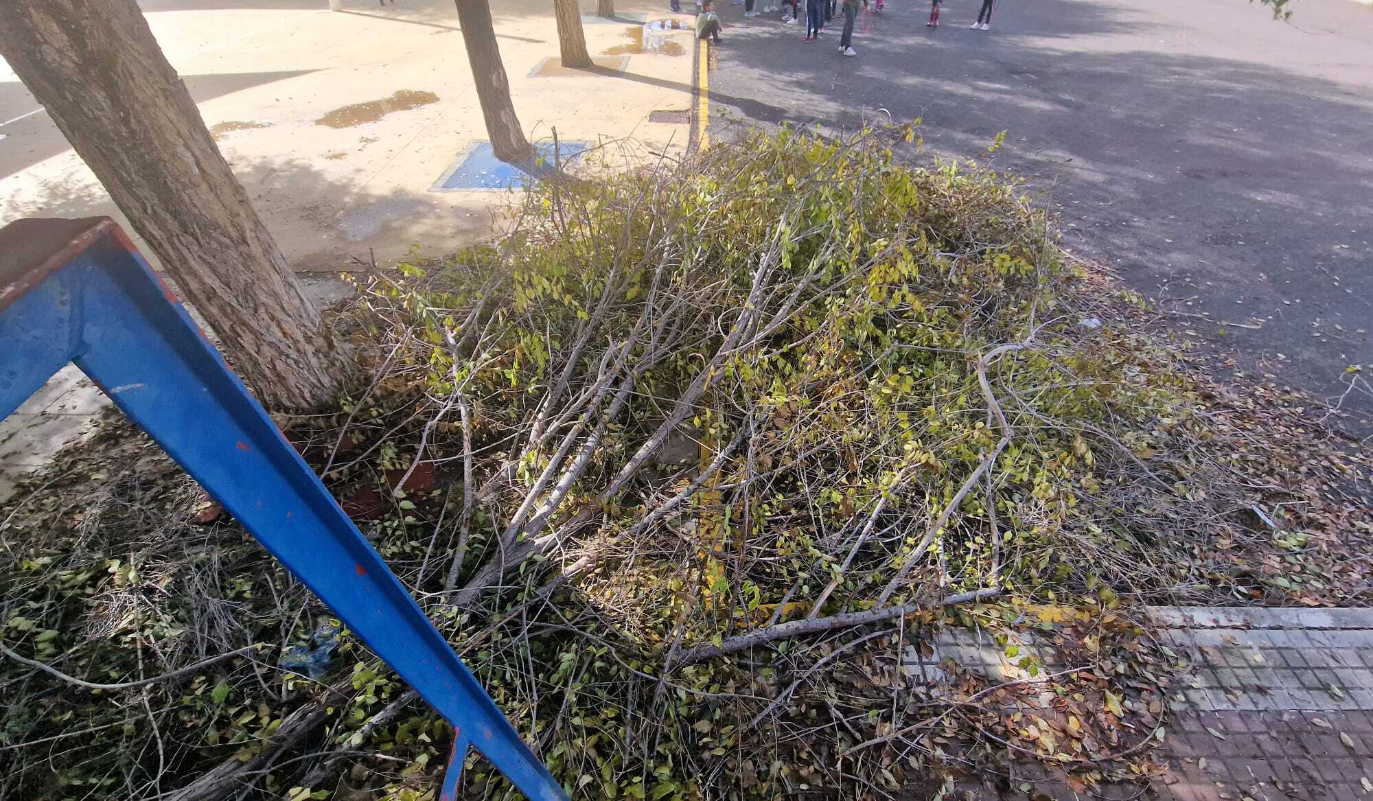 Un árbol caído en un patio del CEIP Isbylia, en Sevilla Este, una semana después.