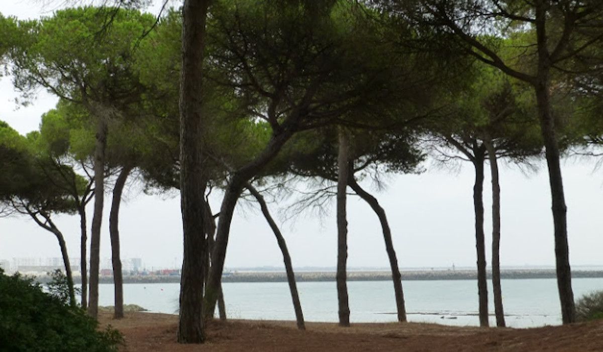 Dunas de San Antón en El Puerto. JUNTA
