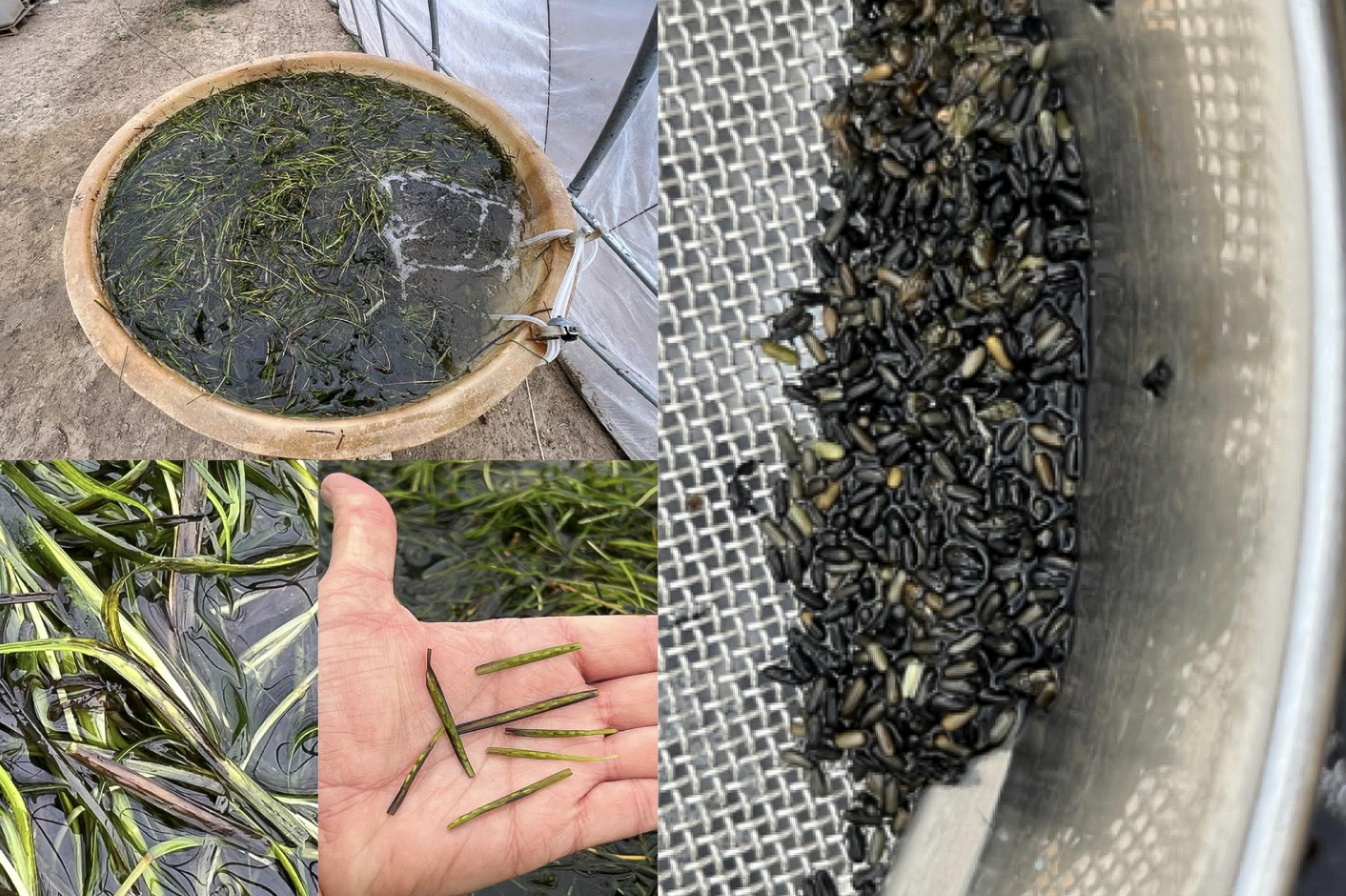 Investigadores de la UCA realizan el primer artículo científico sobre arroz marino. Investigadores de la UCA realizan el primer artículo científico sobre arroz marino.