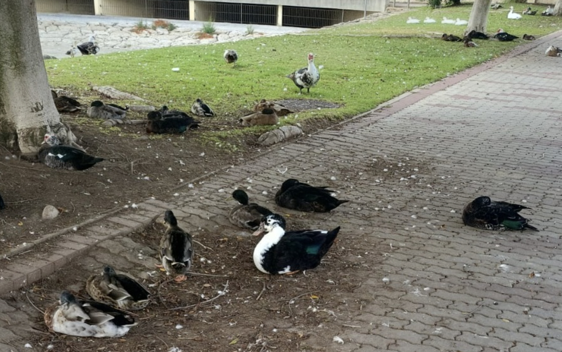 Patos en la acera, en las inmediaciones del estanque seco en El Puerto.