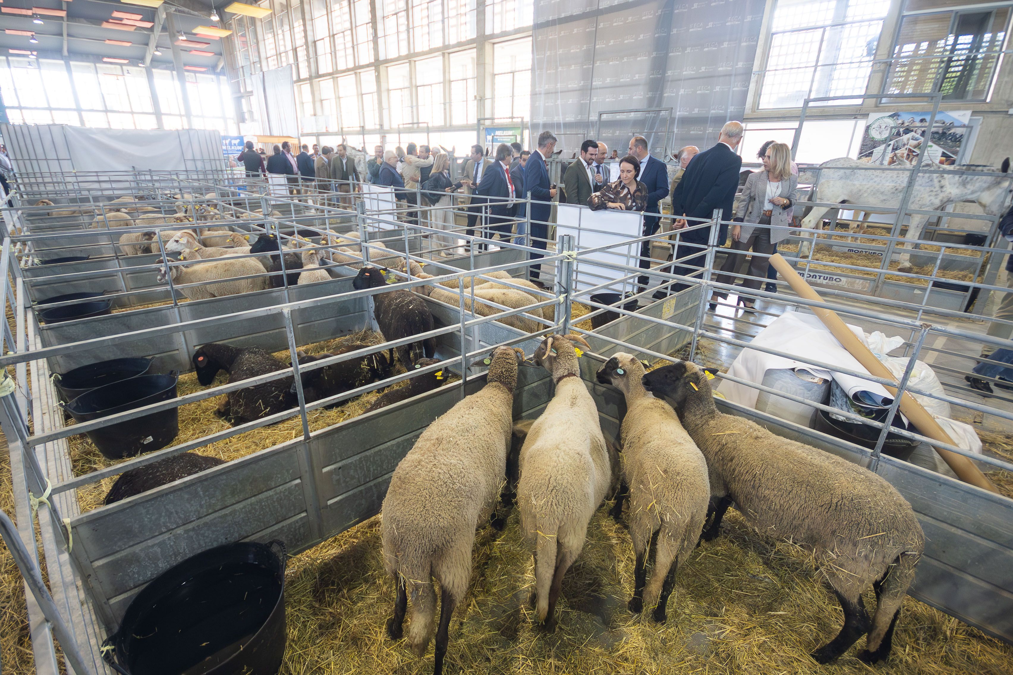 Ovejas durante una edición anterior de Fegasur, en Ifeca.