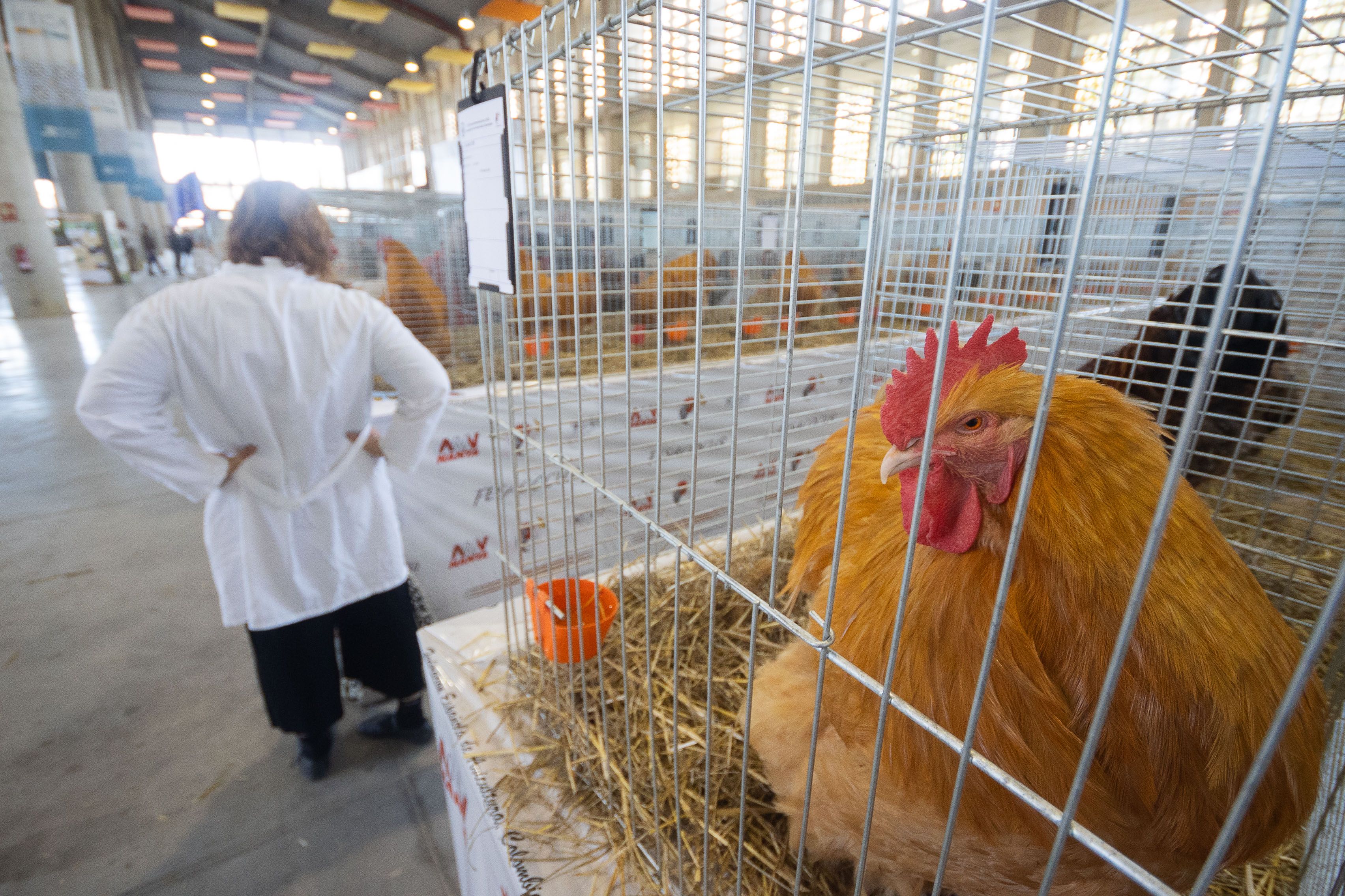 Detalle de las especies que se pueden ver en Fegasur.