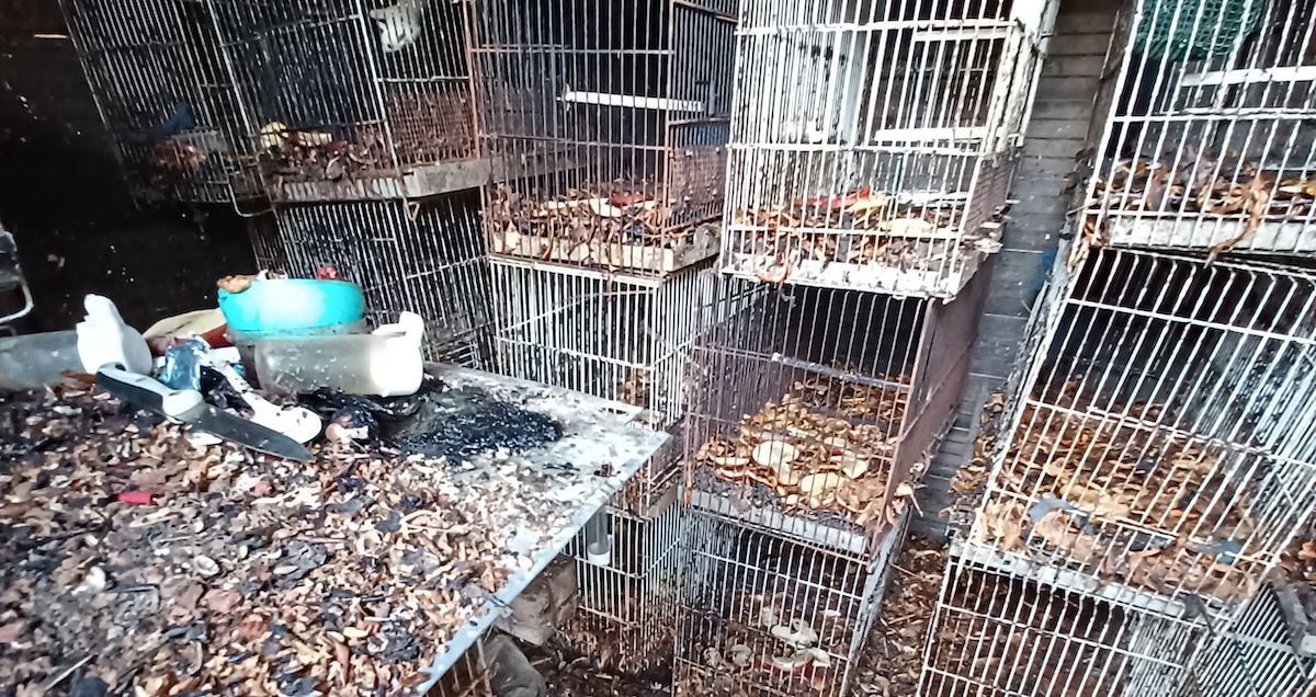 Jaulas donde estaban las ardillas voladoras y erizos, en Jerez.