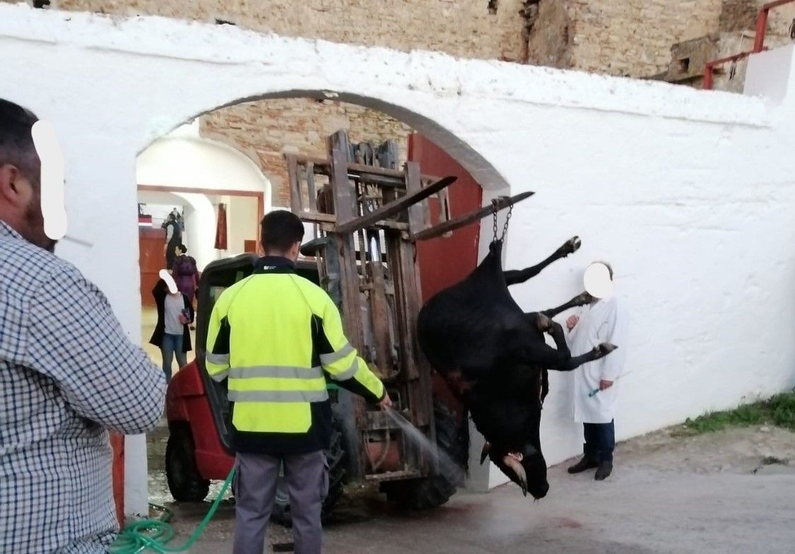 Fotografía hecha por los antitaurinos en la que un novillo muerto sale junto a colegio y un instituto.