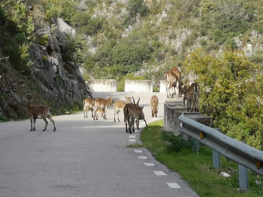 Cabras en la carretera de Ojén, Marbella, este pasado domingo.