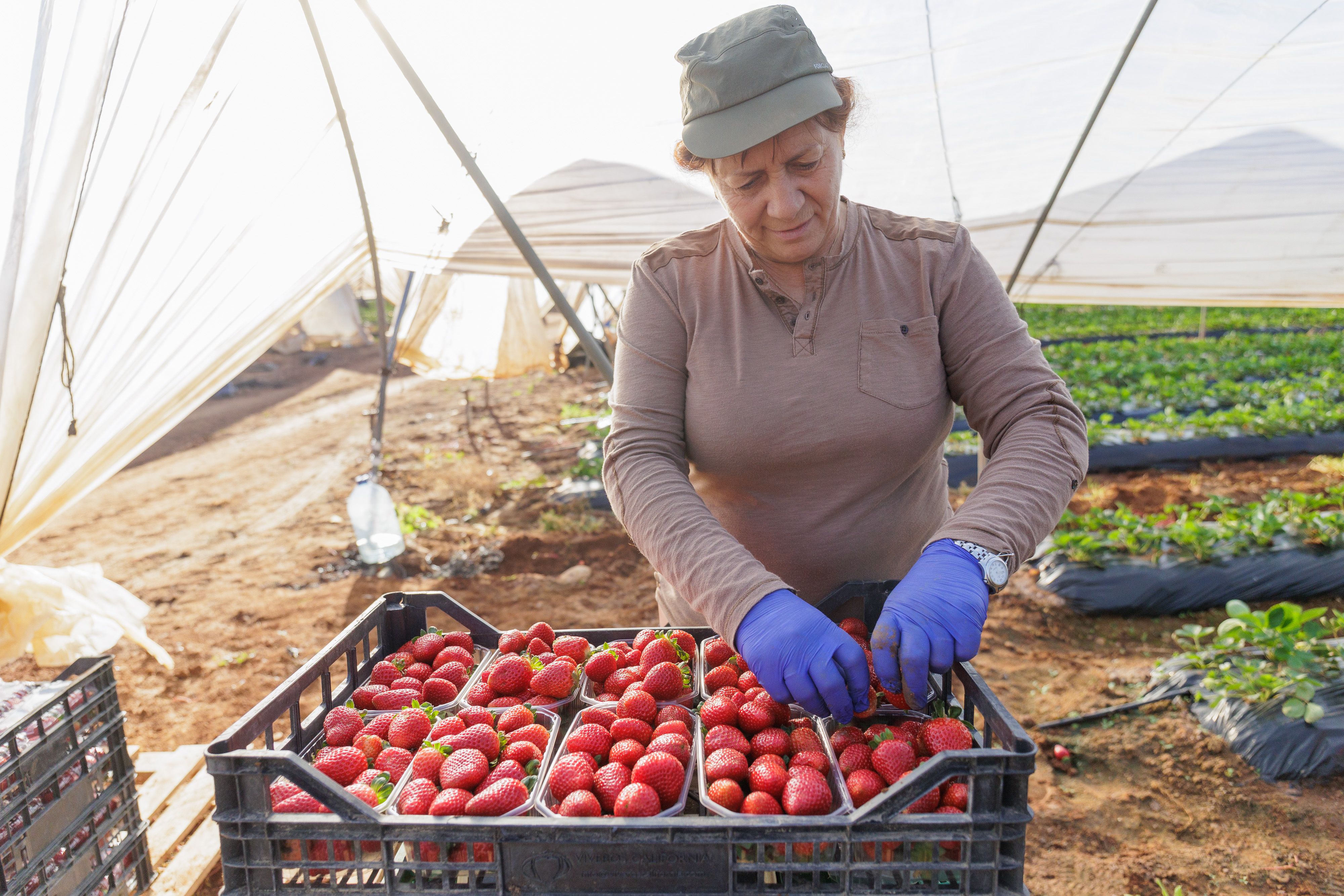 Fresas Puerto Serrano 01